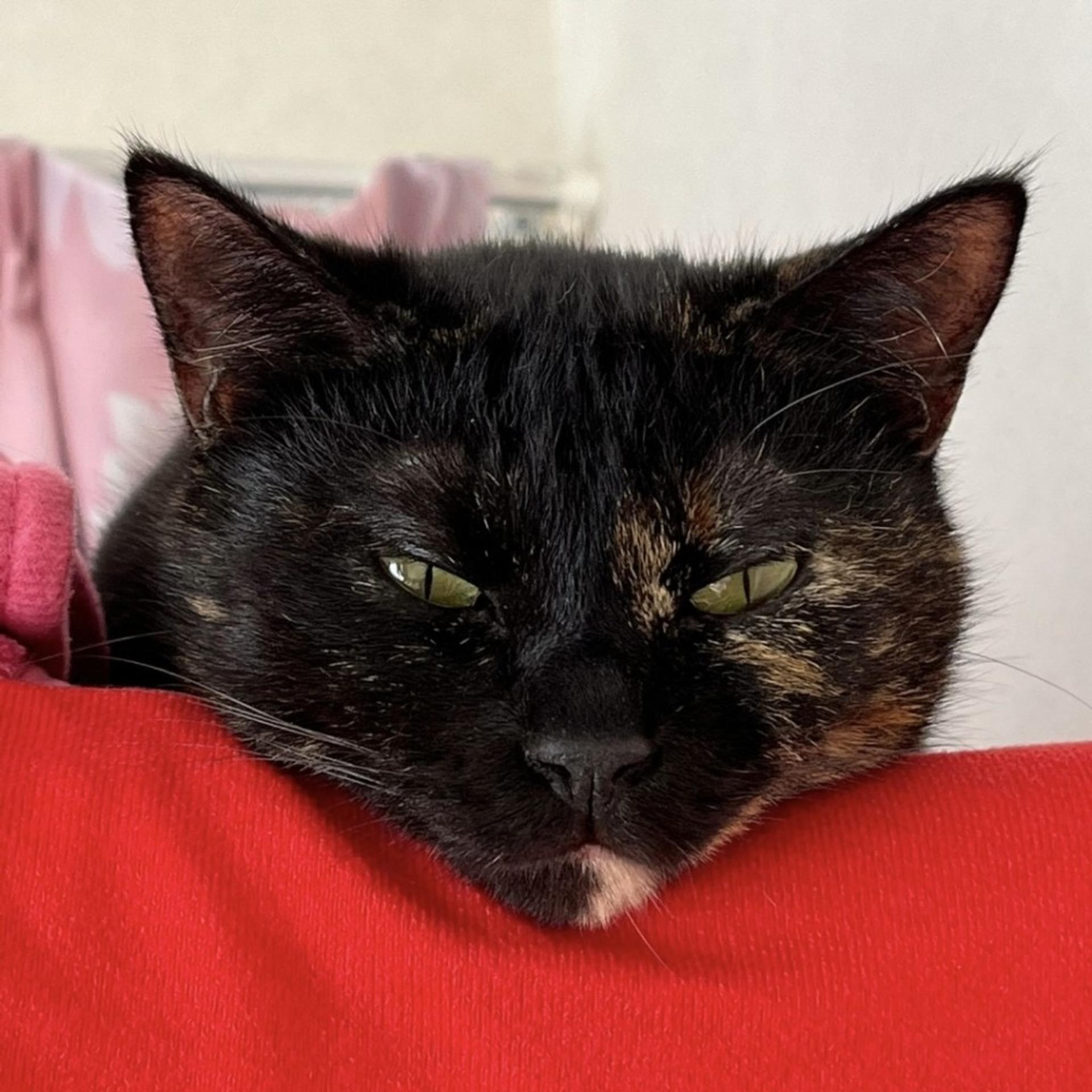 pet-image-9