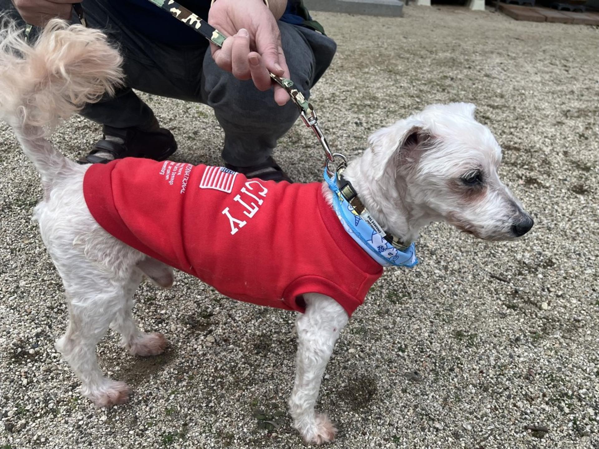 pet-image-5