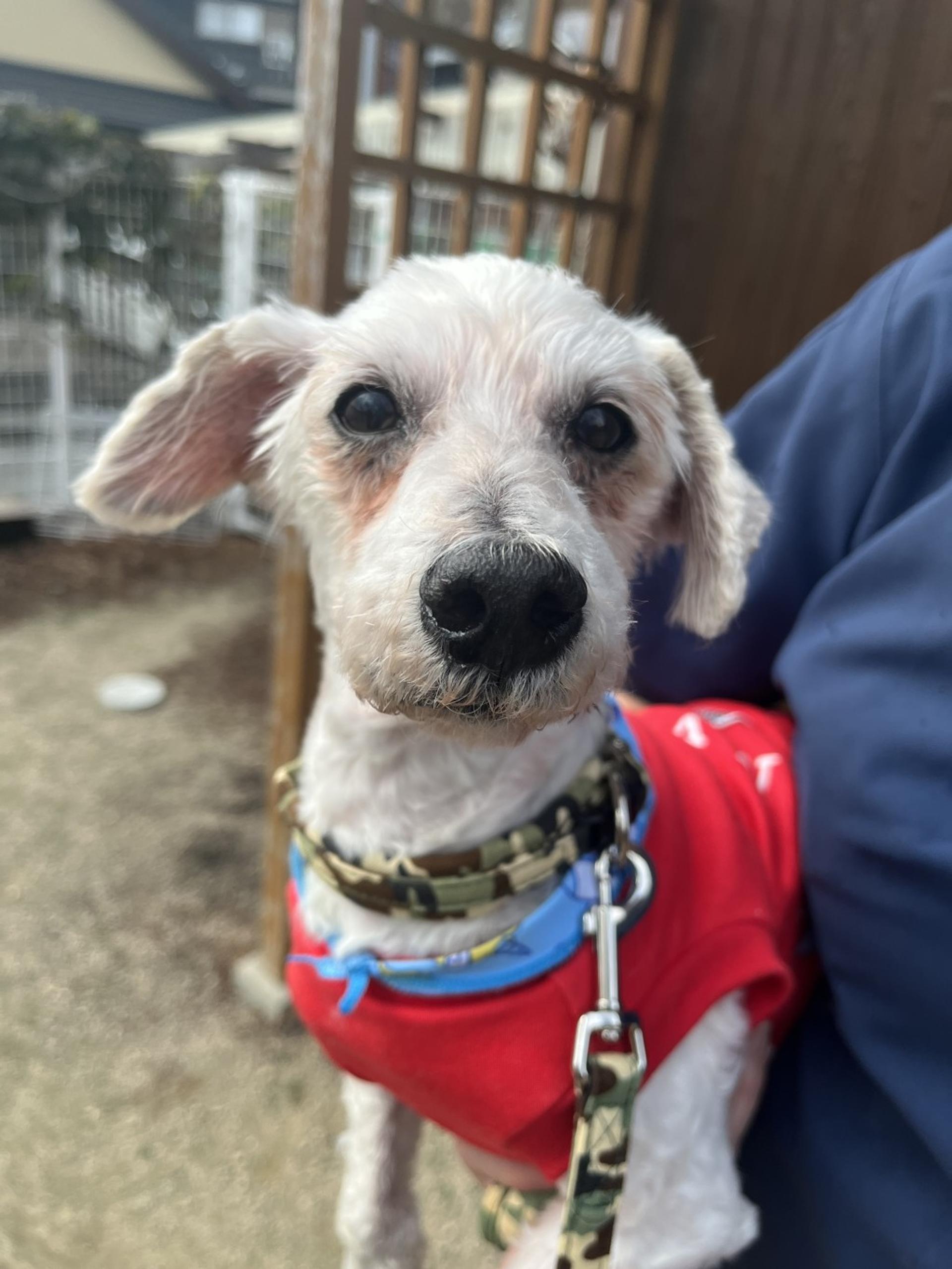 pet-image-2