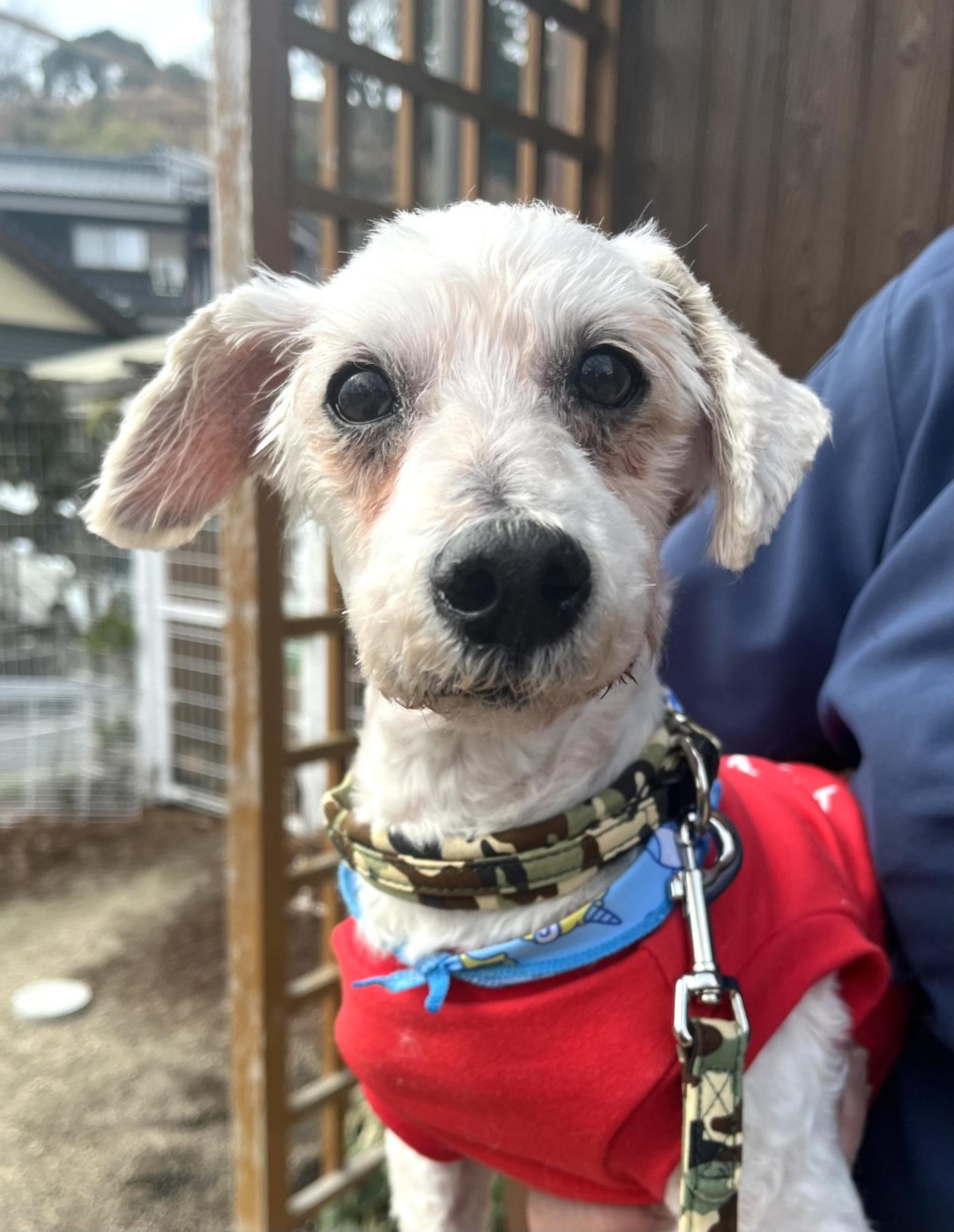 pet-image-3