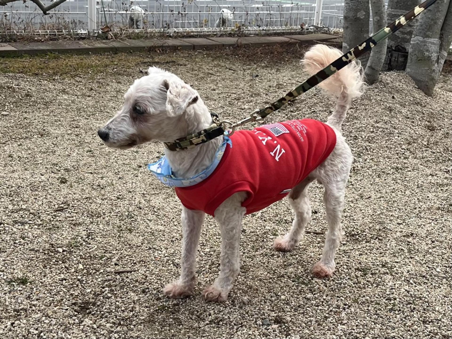 pet-image-4