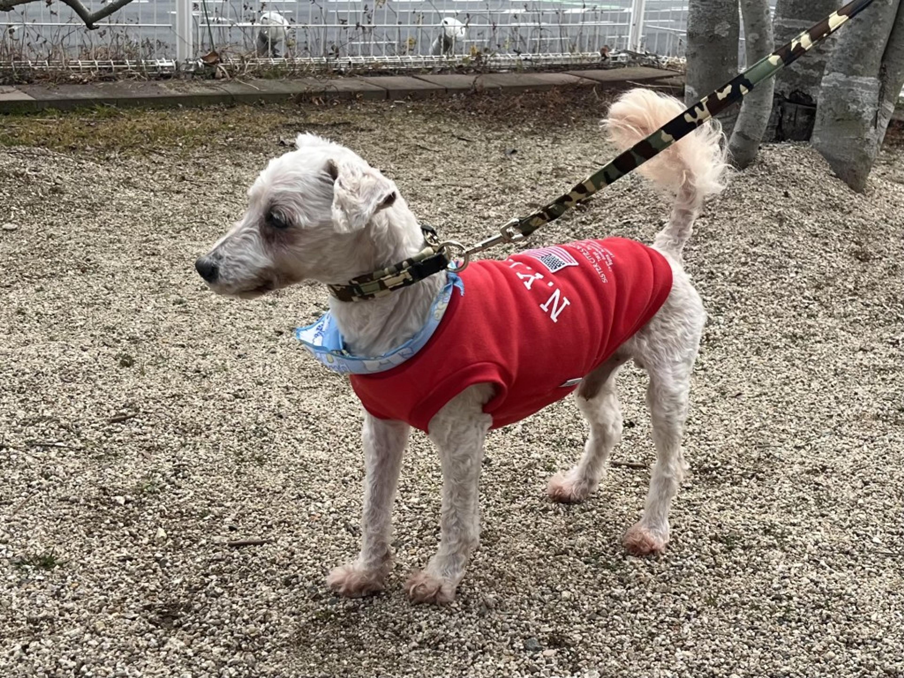 pet-image-4