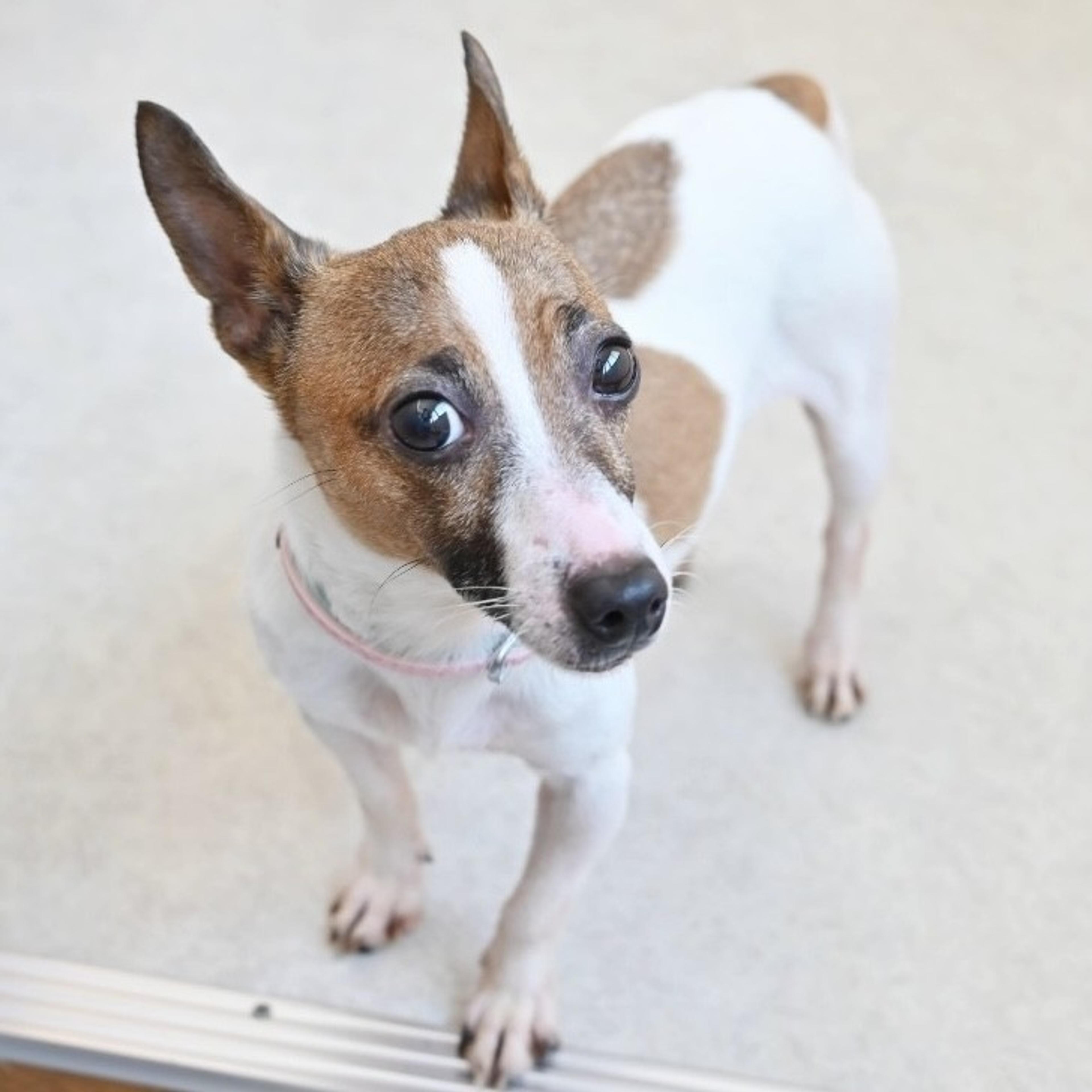 pet-image-5