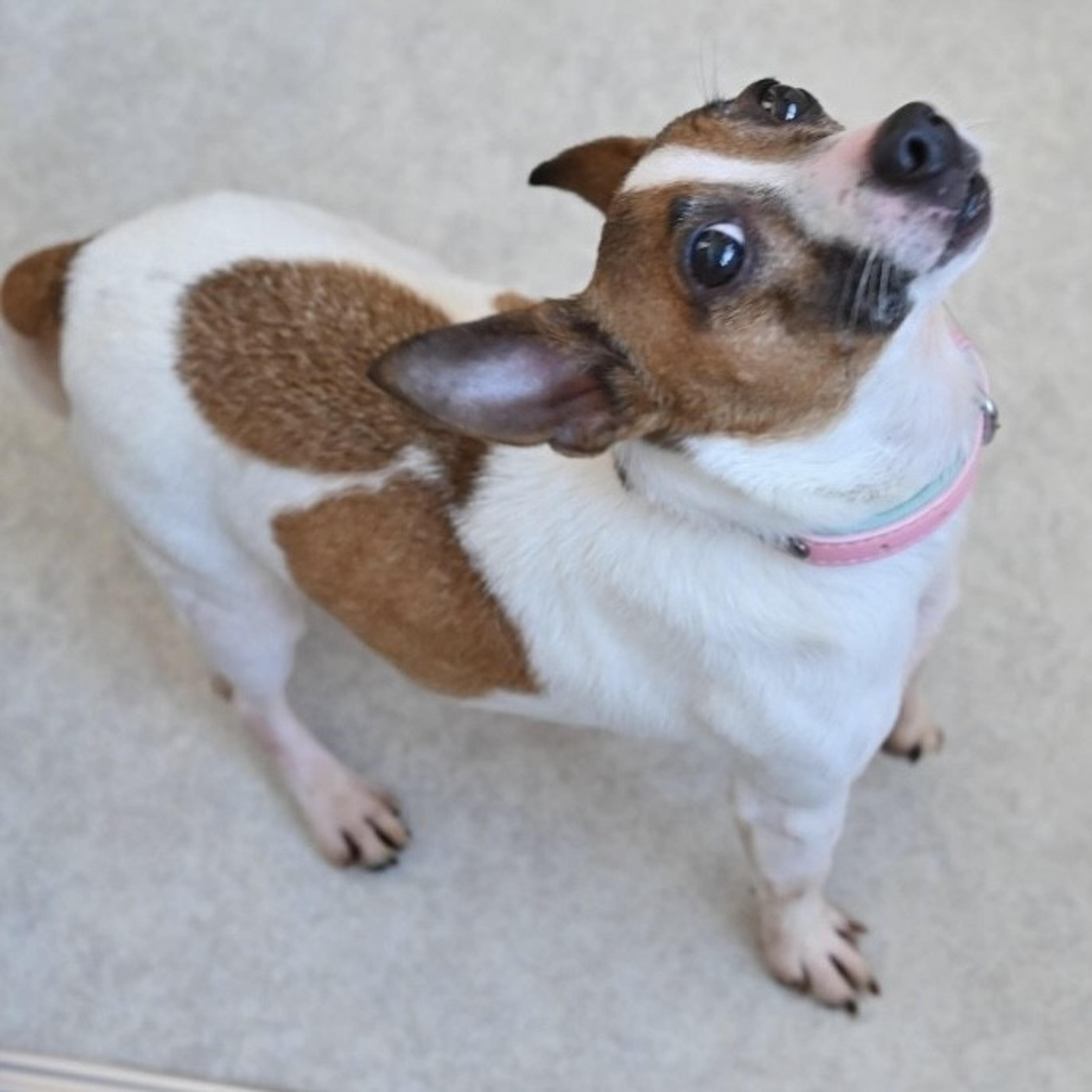 pet-image-6