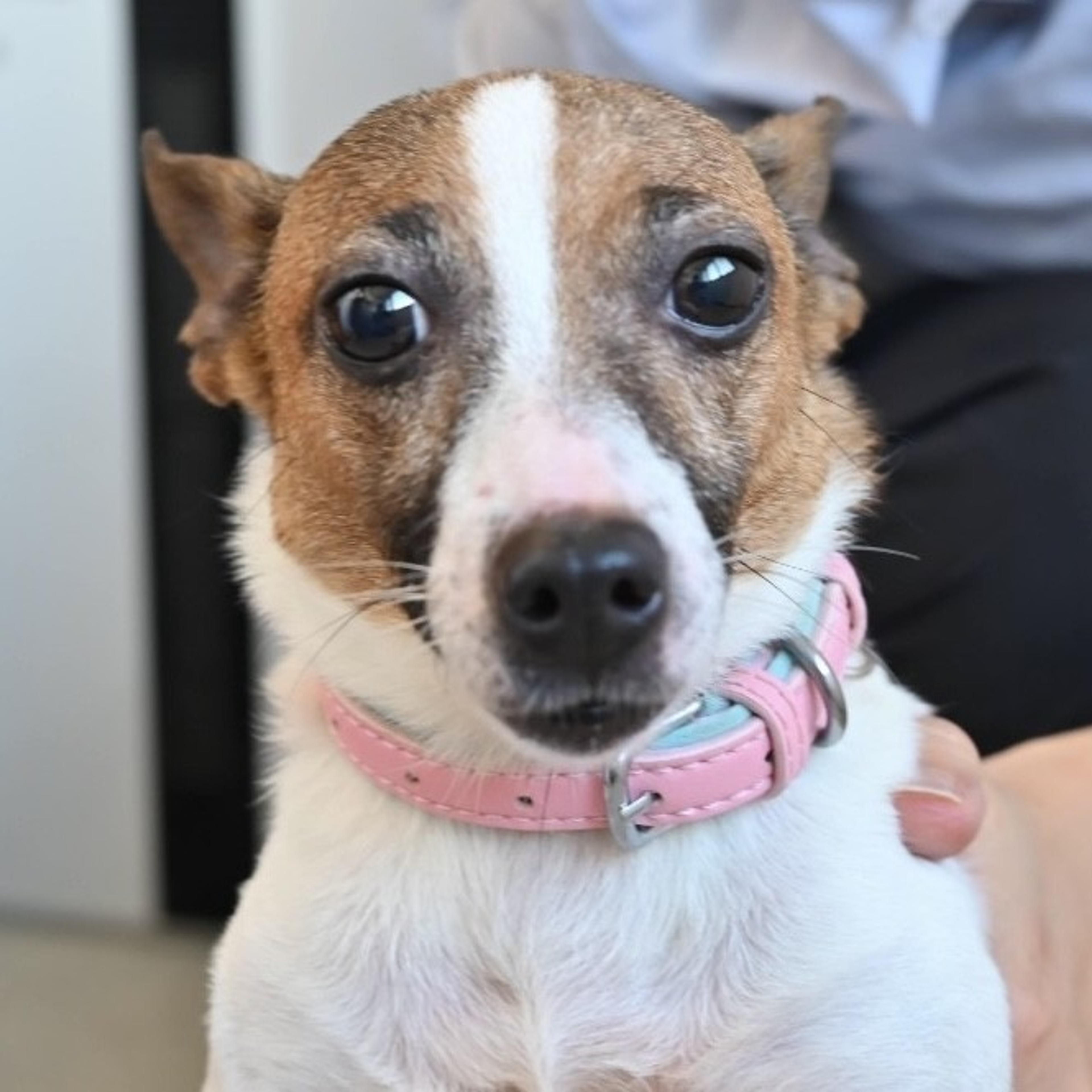 pet-image-8