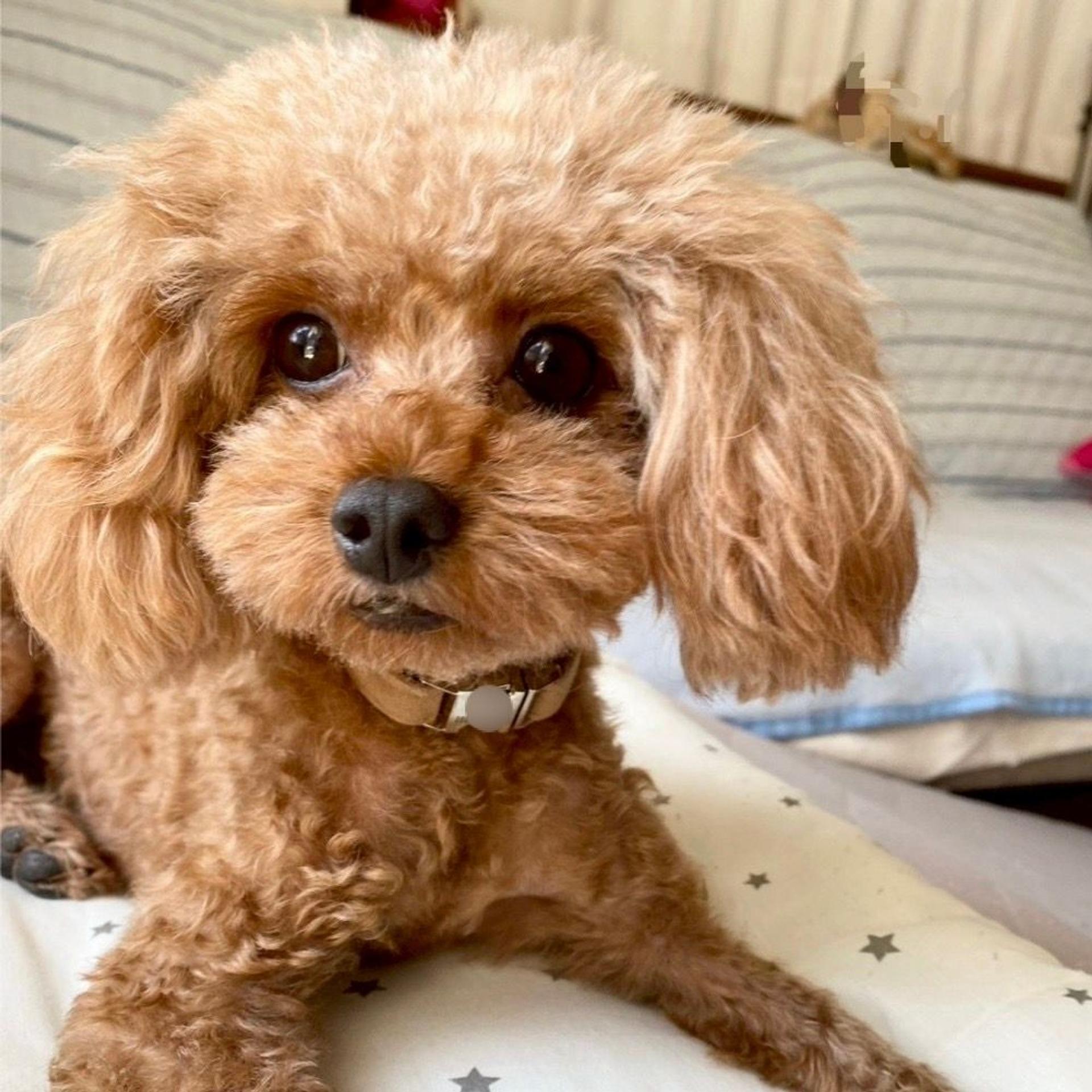 pet-image-3