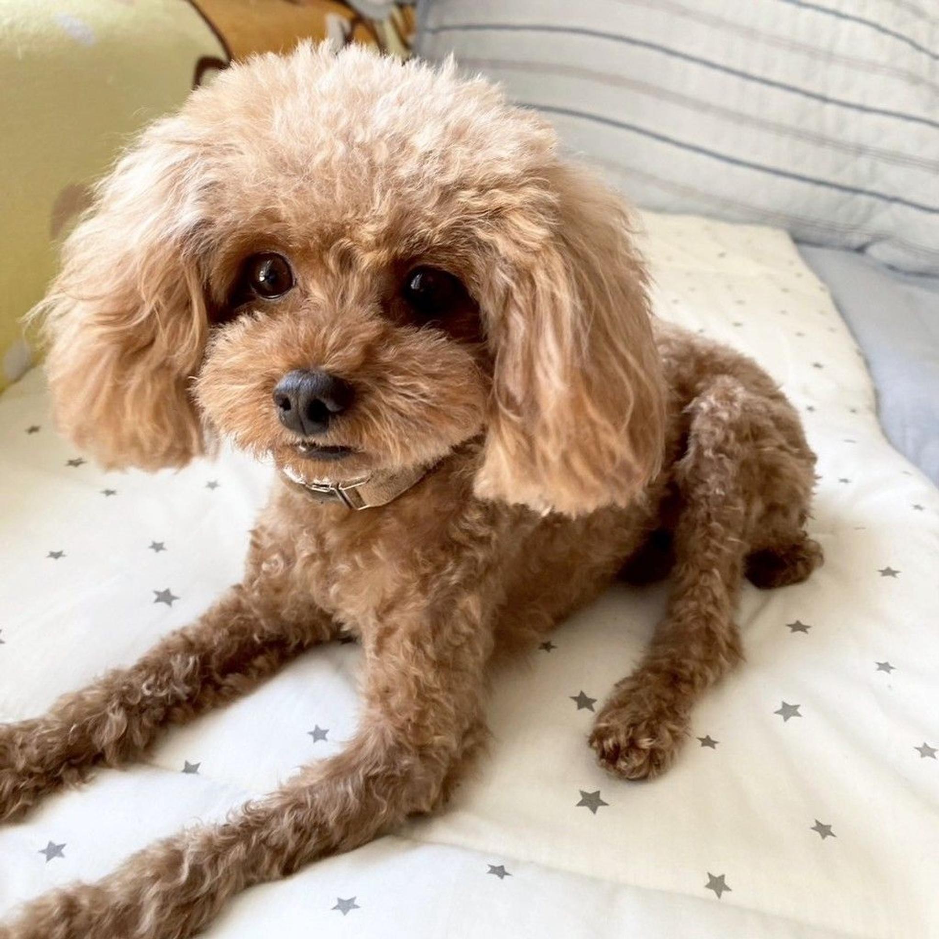 pet-image-5