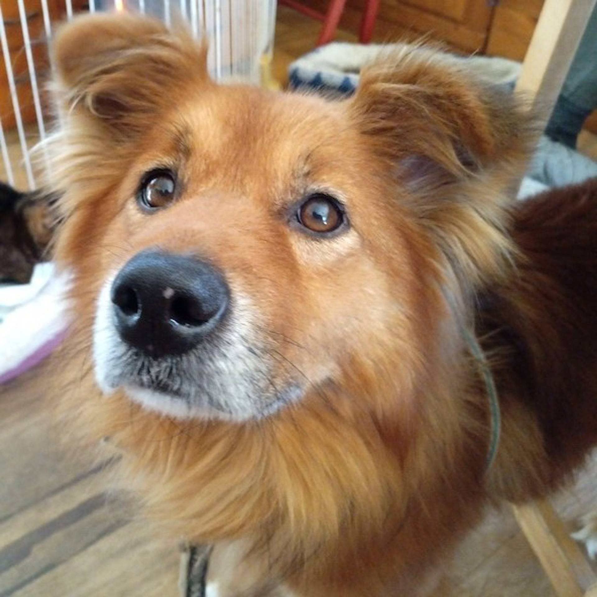 雑種（ミックス犬）・オスの里親募集の写真