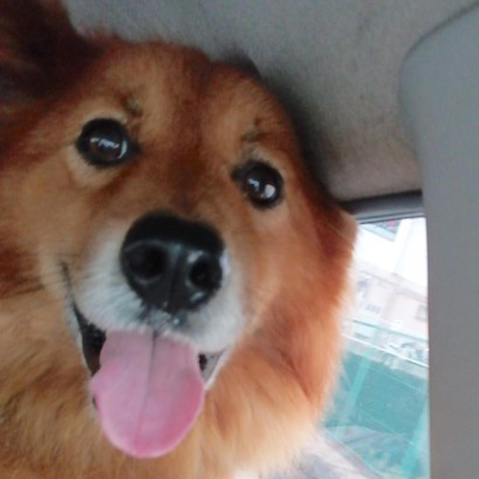 pet-image-2