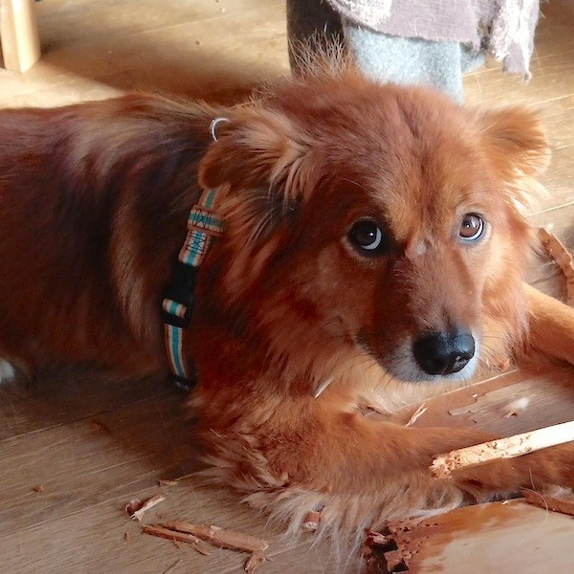 pet-image-4