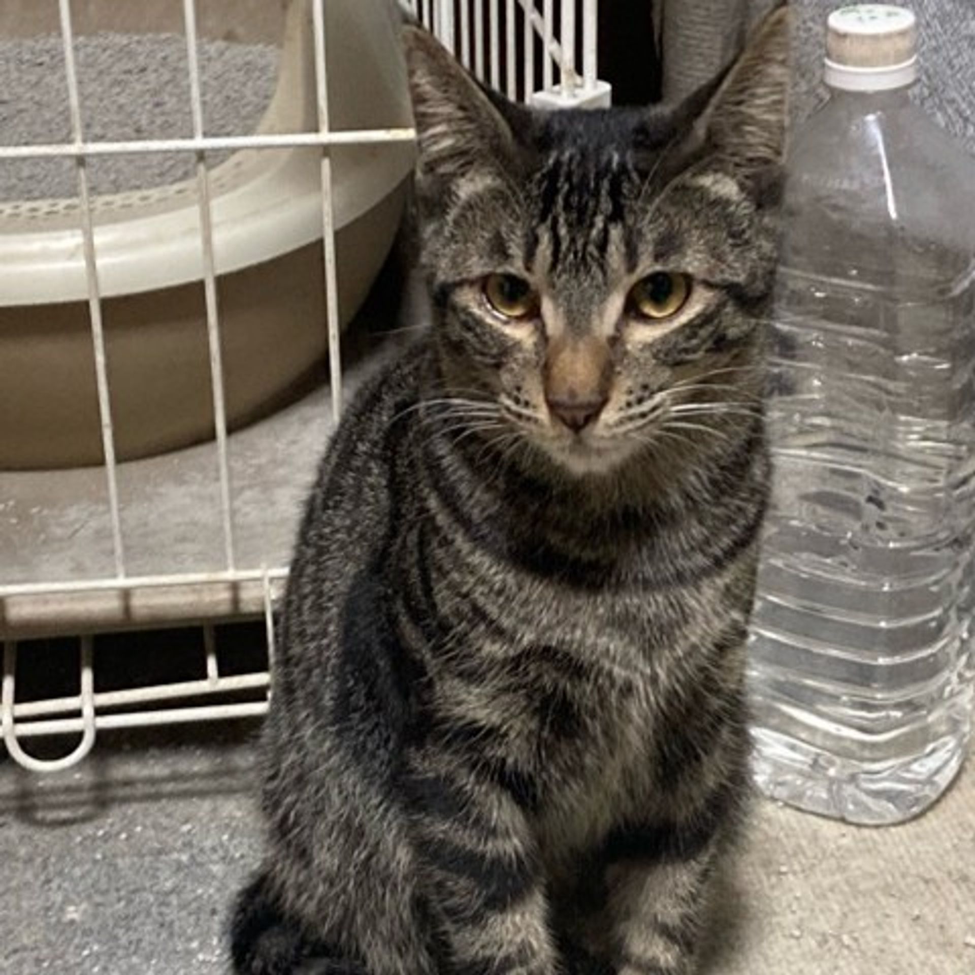 雑種（ミックス猫）・オスの里親募集の写真