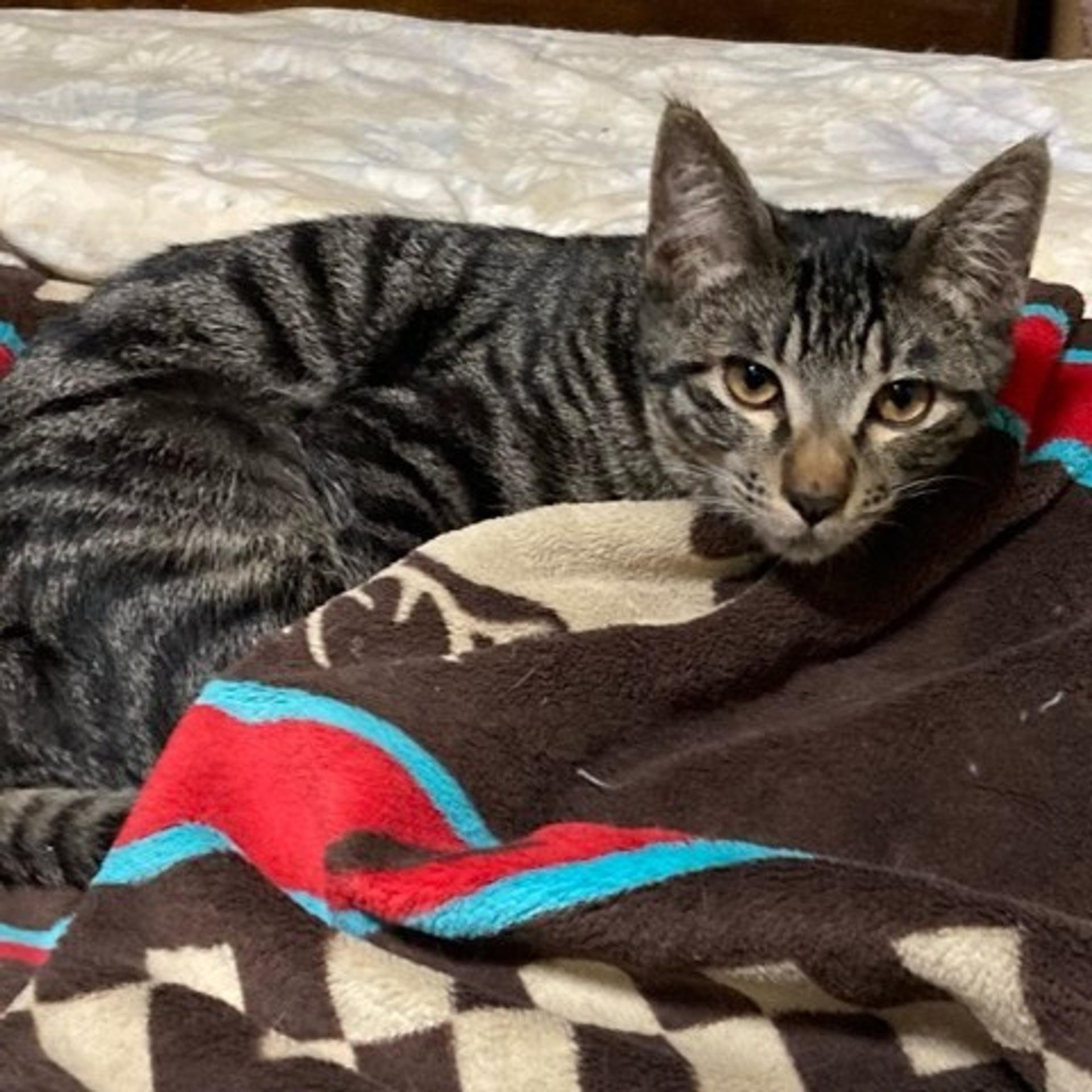 pet-image-2
