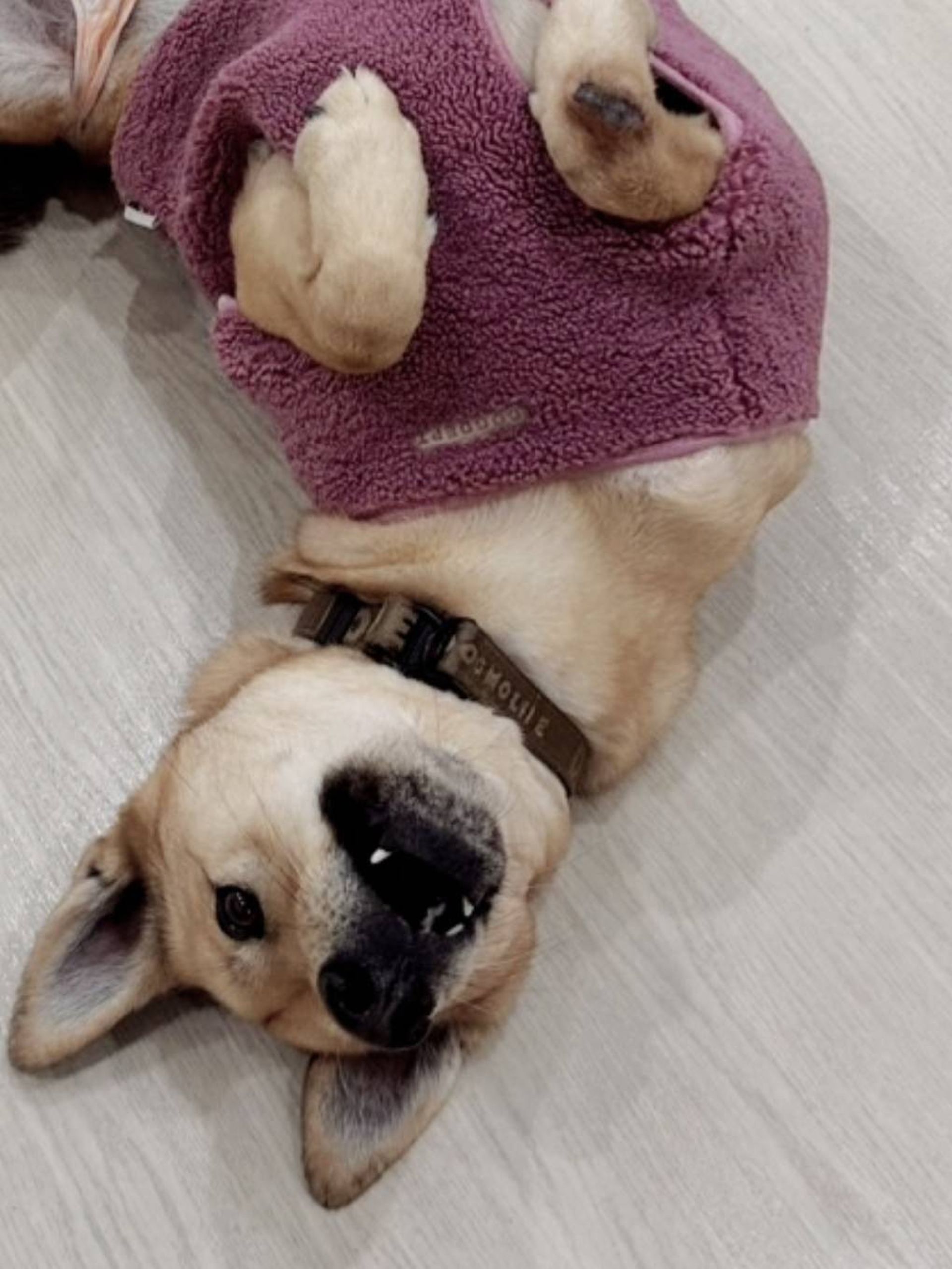 雑種（ミックス犬）・メスの里親募集の写真