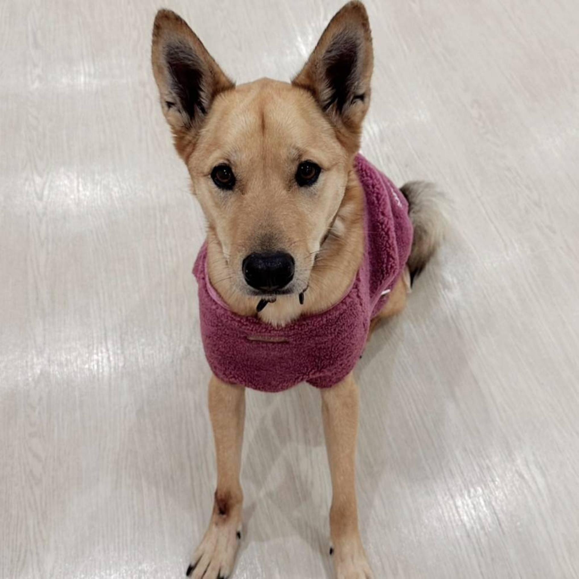 pet-image-2