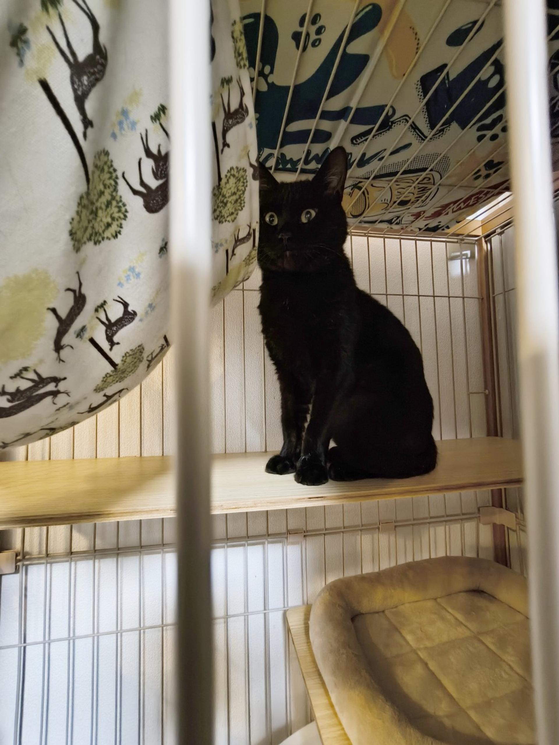 pet-image-4