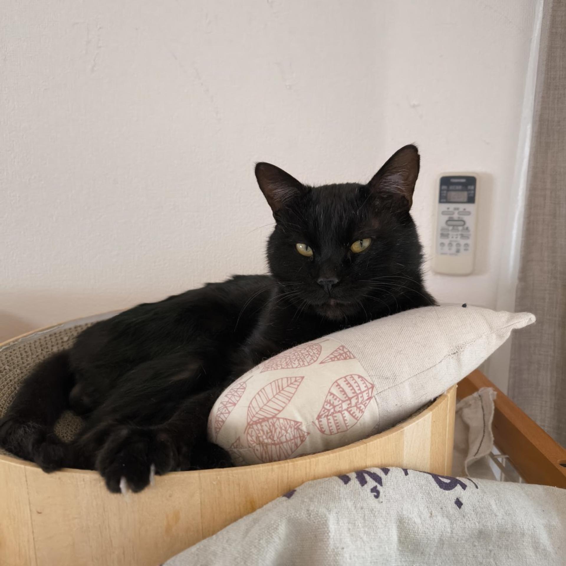 pet-image-2