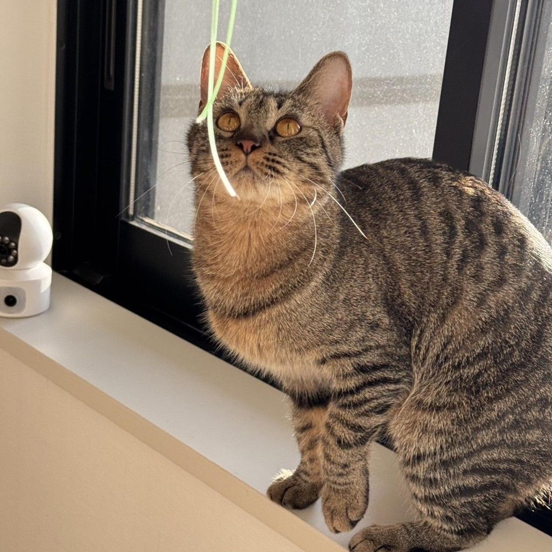 pet-image-2