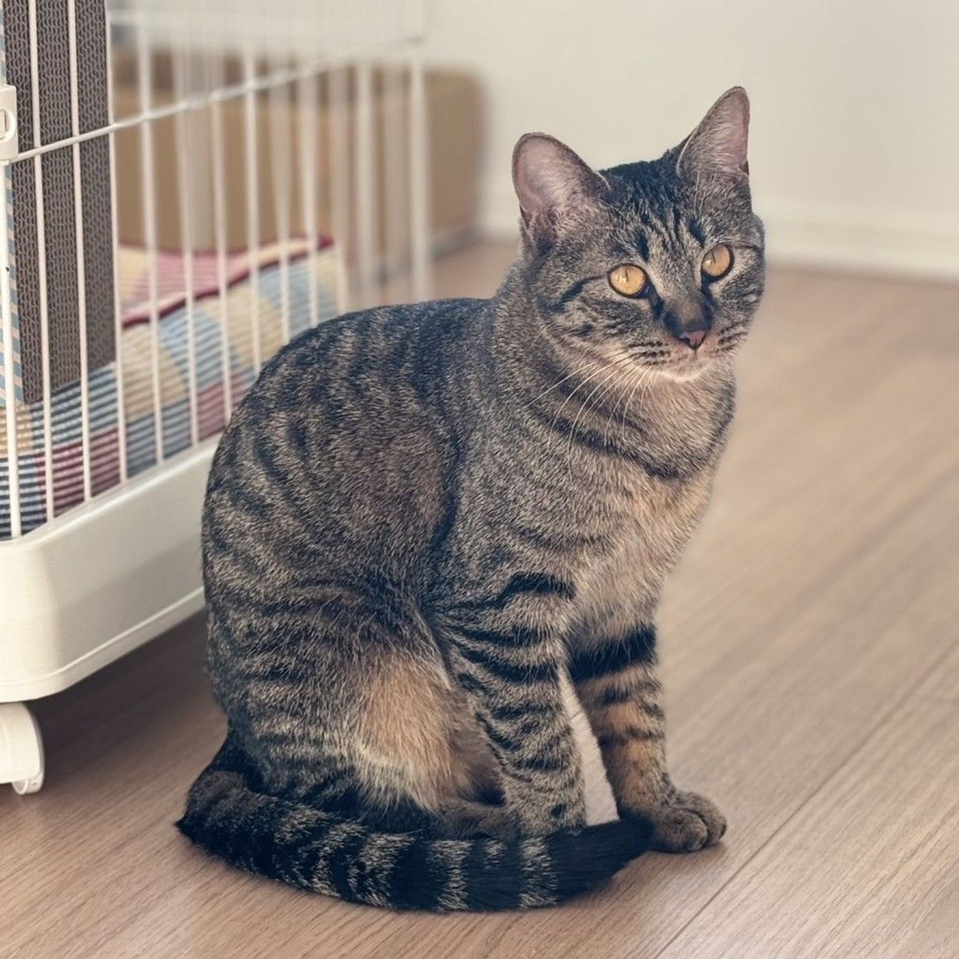 雑種（ミックス猫）・メスの里親募集の写真