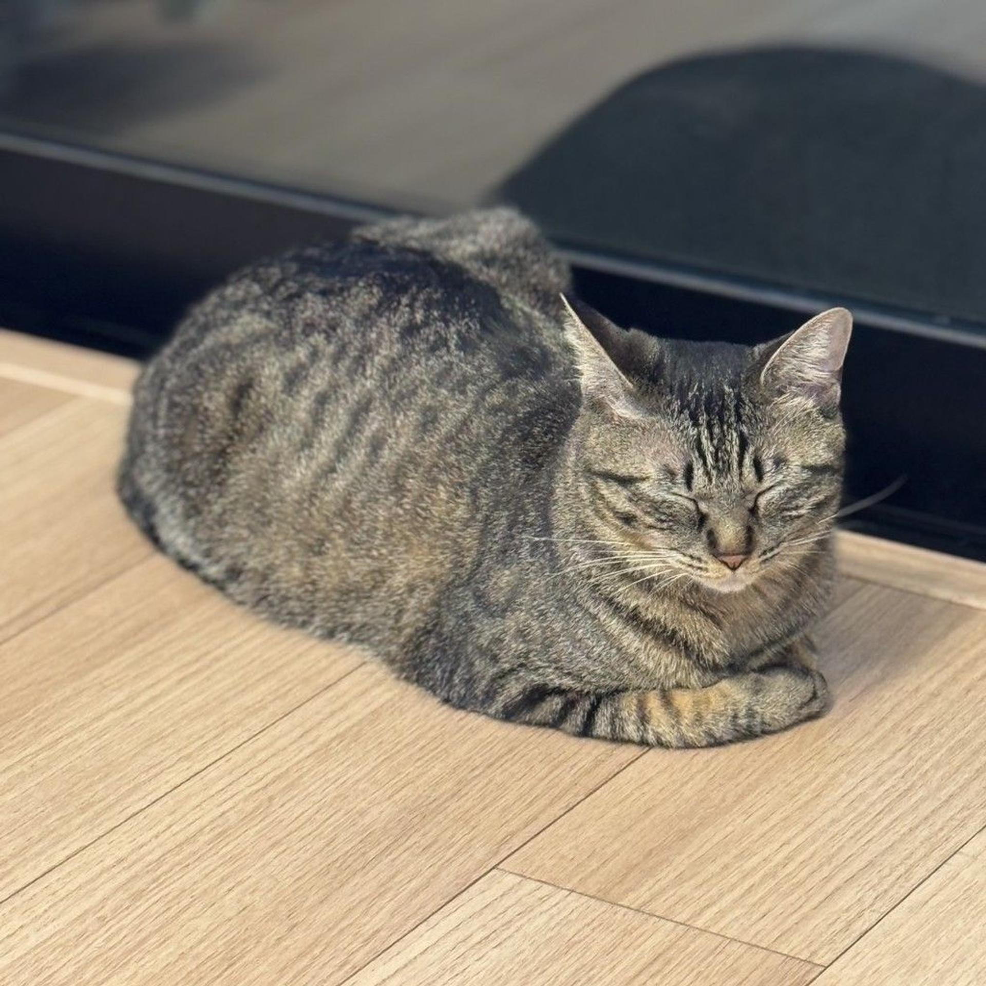 pet-image-10