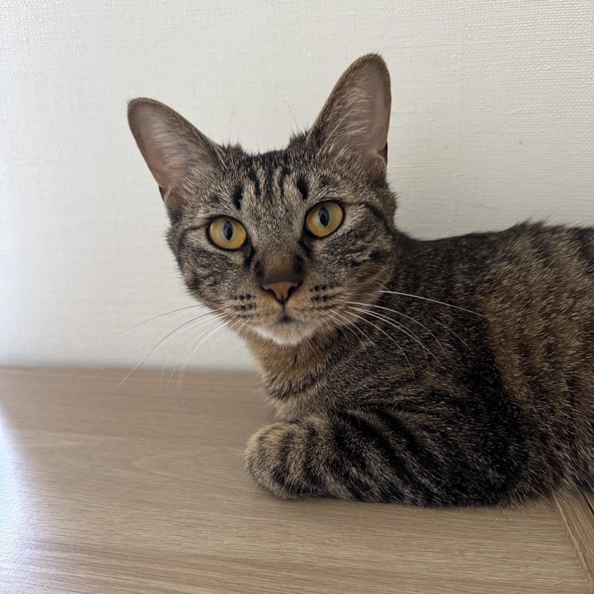 pet-image-9