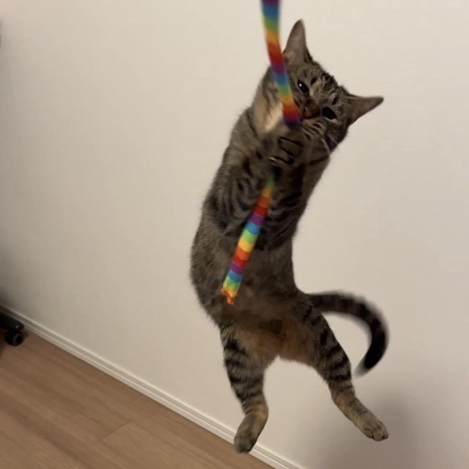 pet-image-6