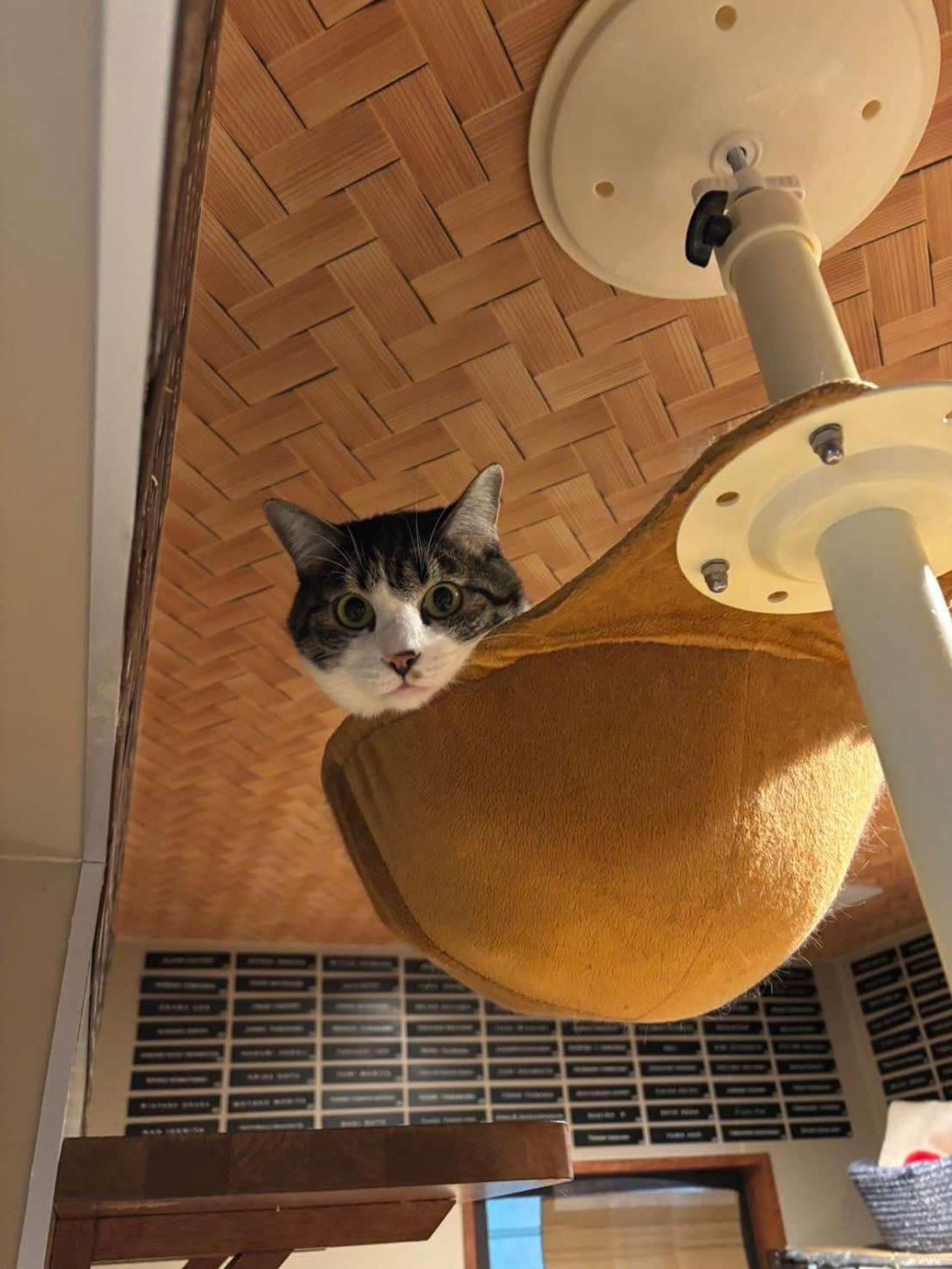 pet-image-4