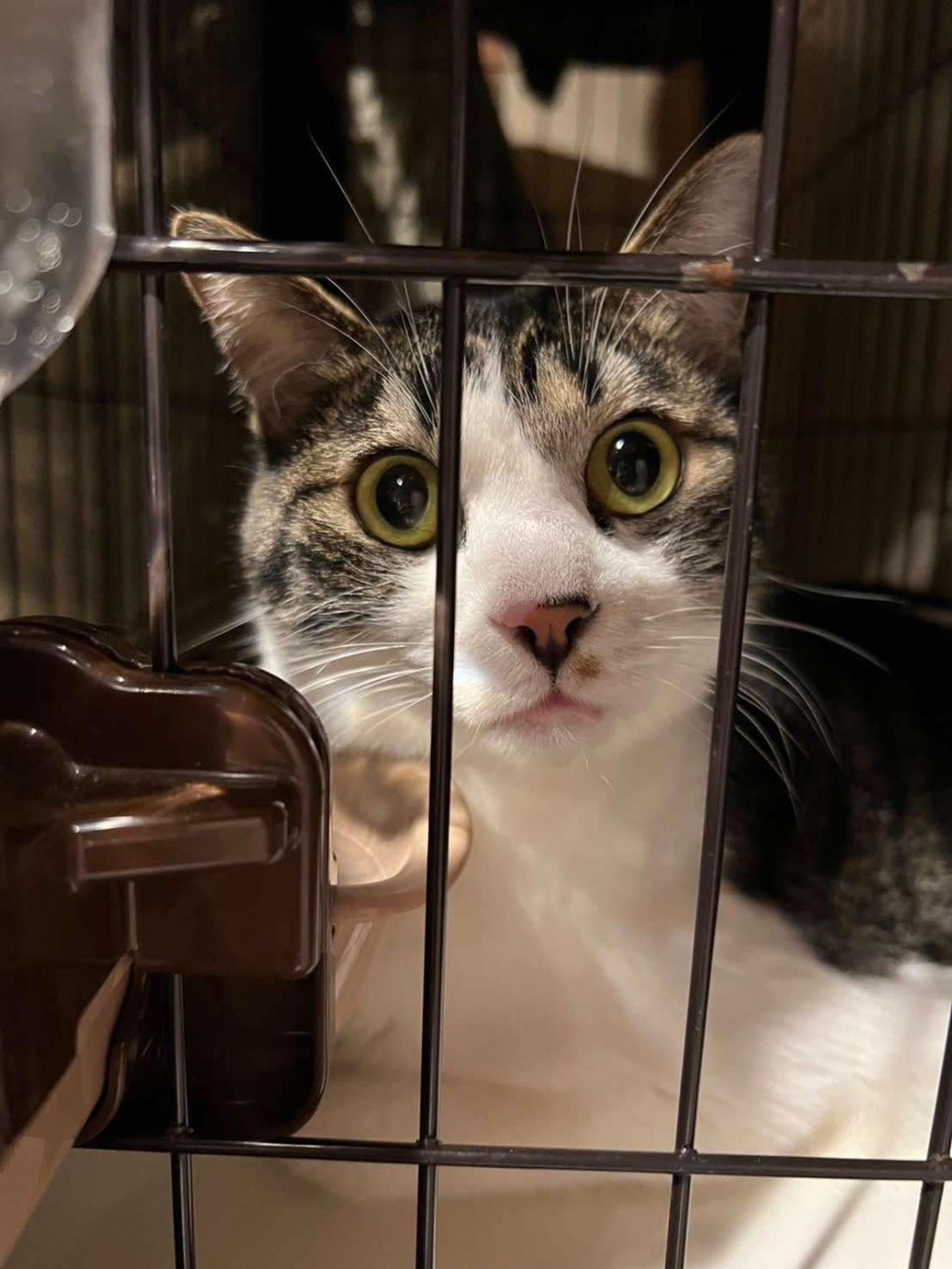 pet-image-5