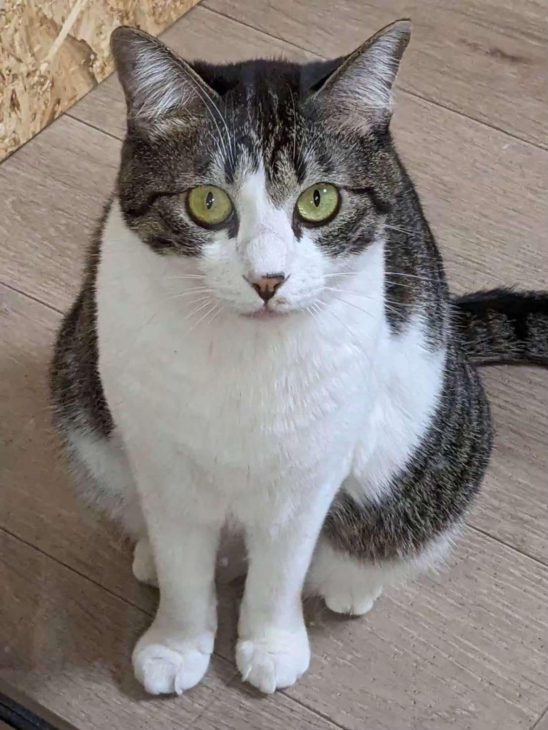 日本猫・メスの里親募集の写真