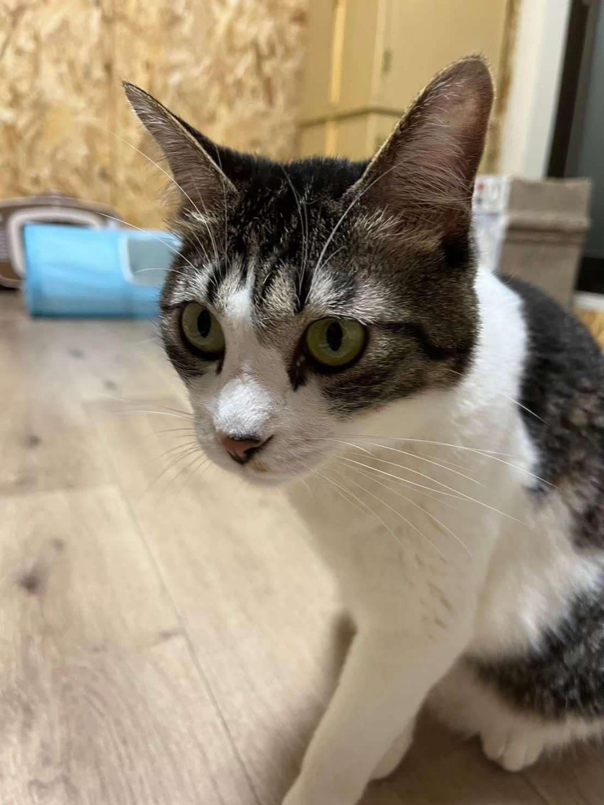 pet-image-2