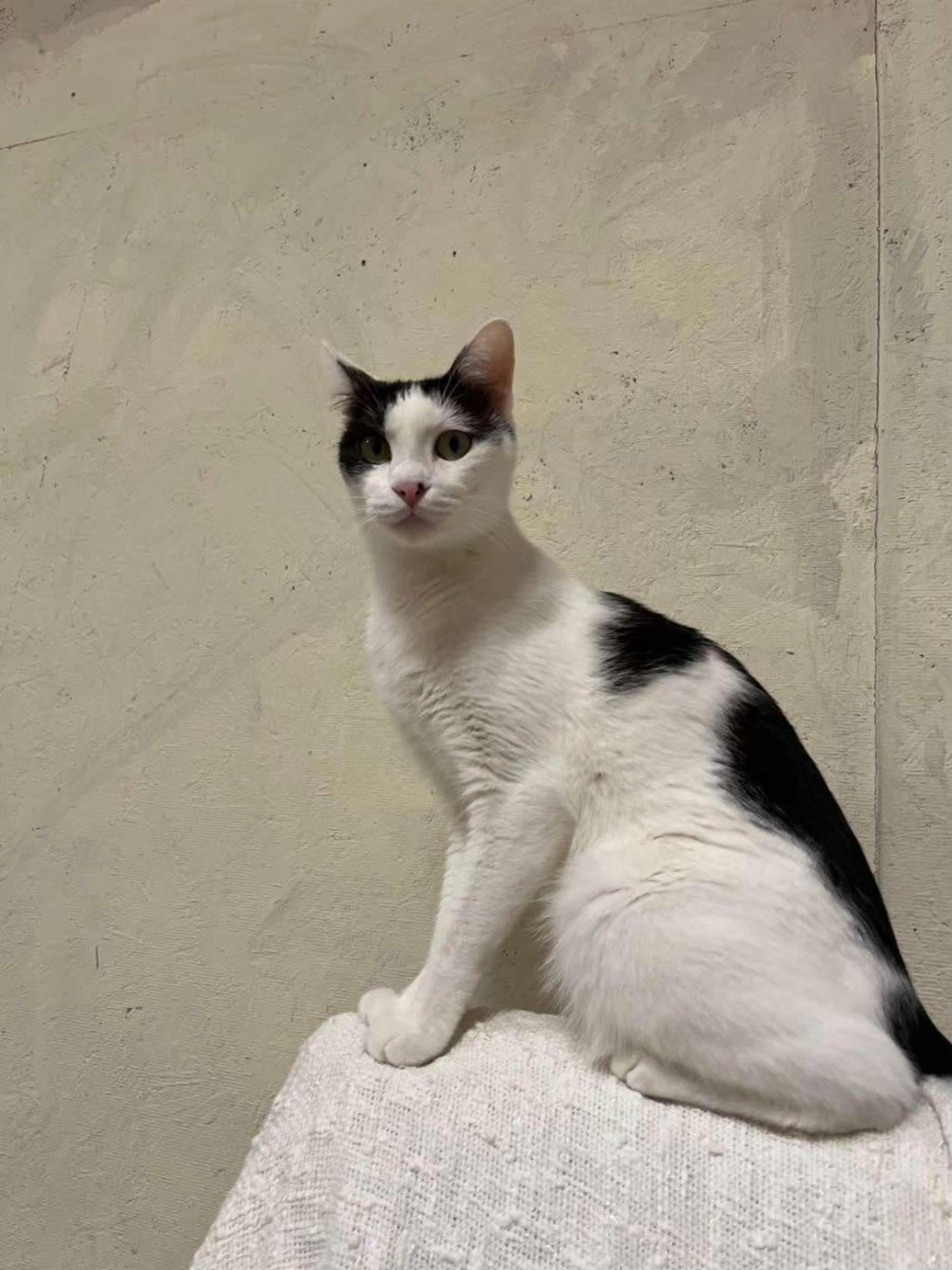 pet-image-4