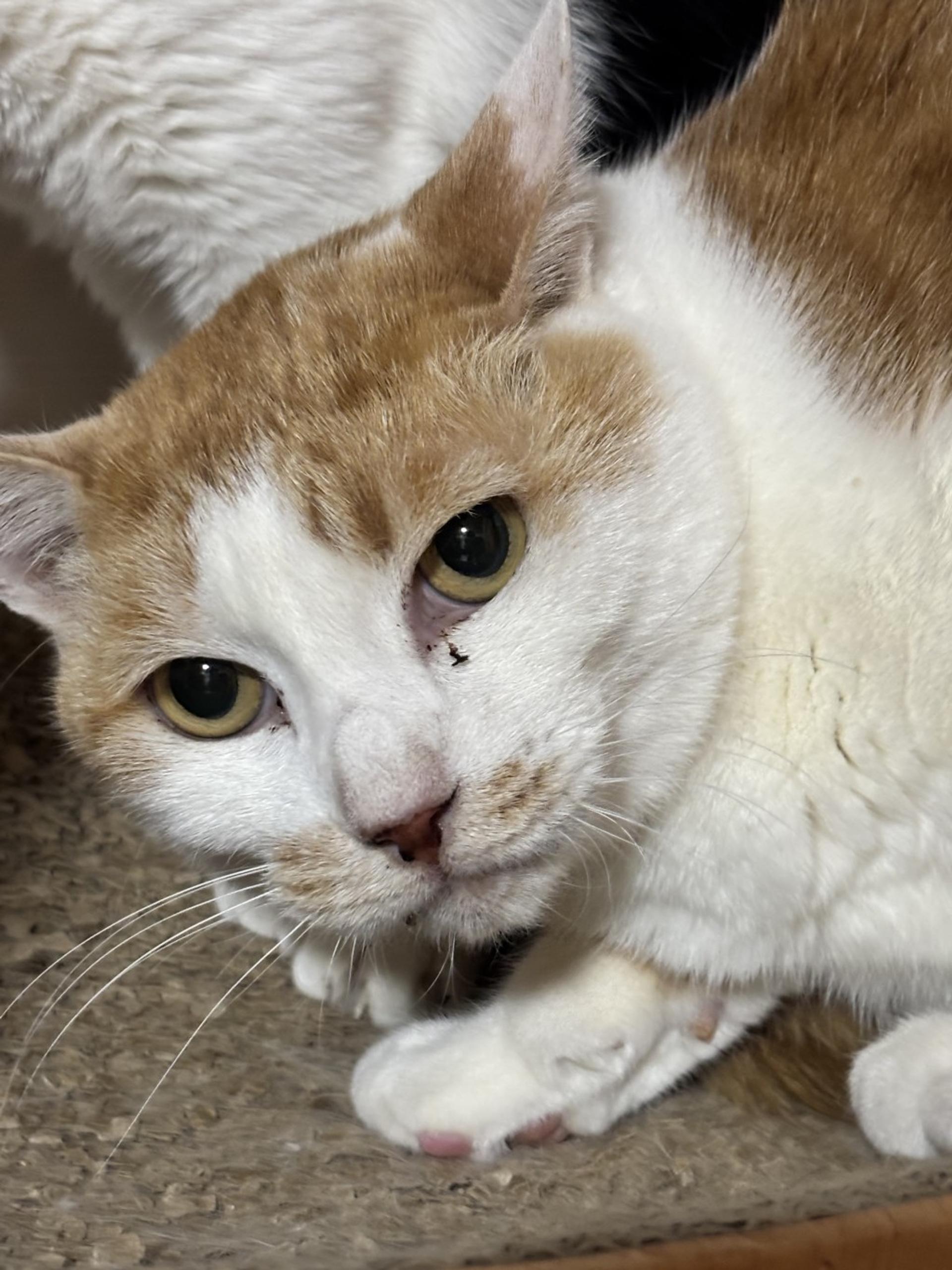 pet-image-4