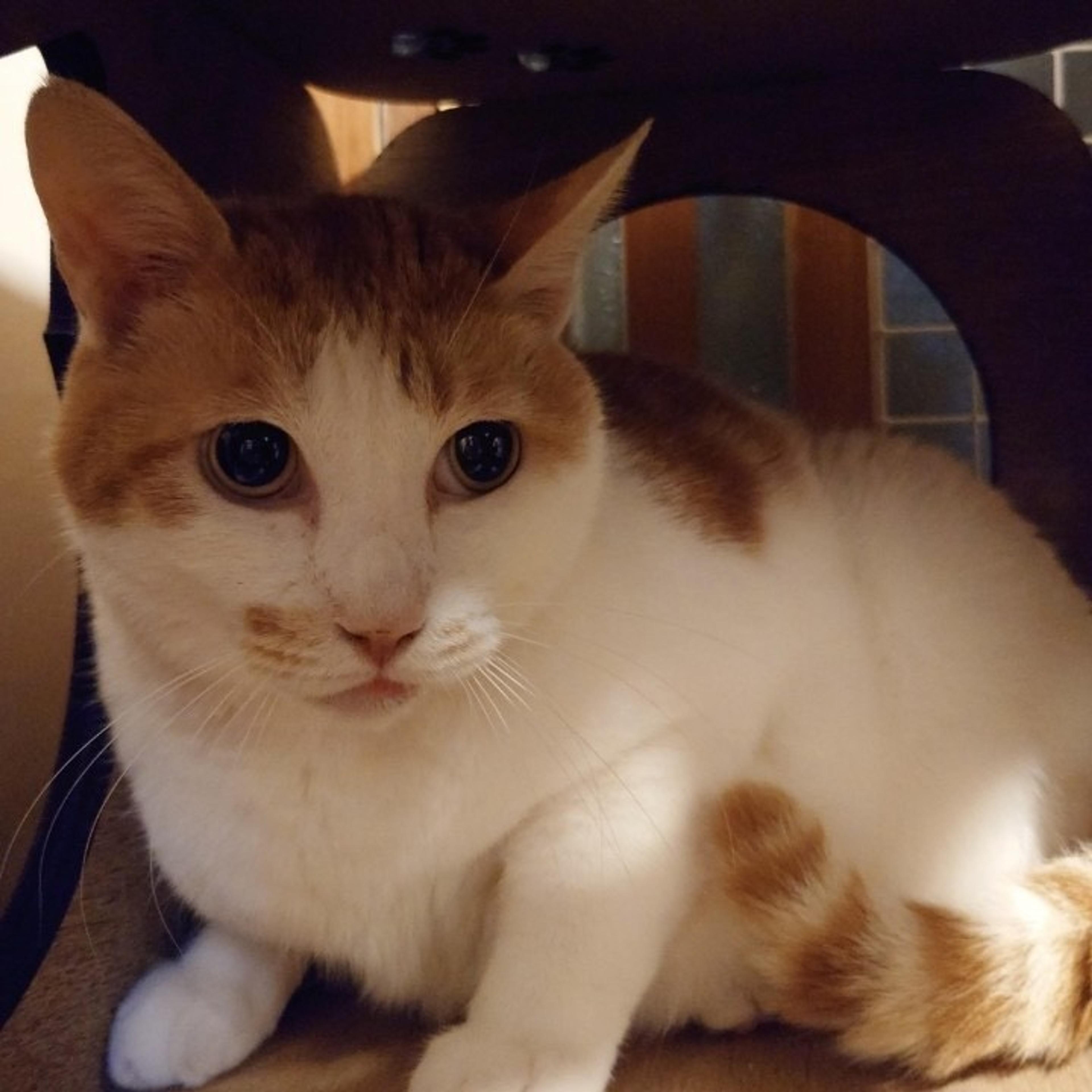 pet-image-5