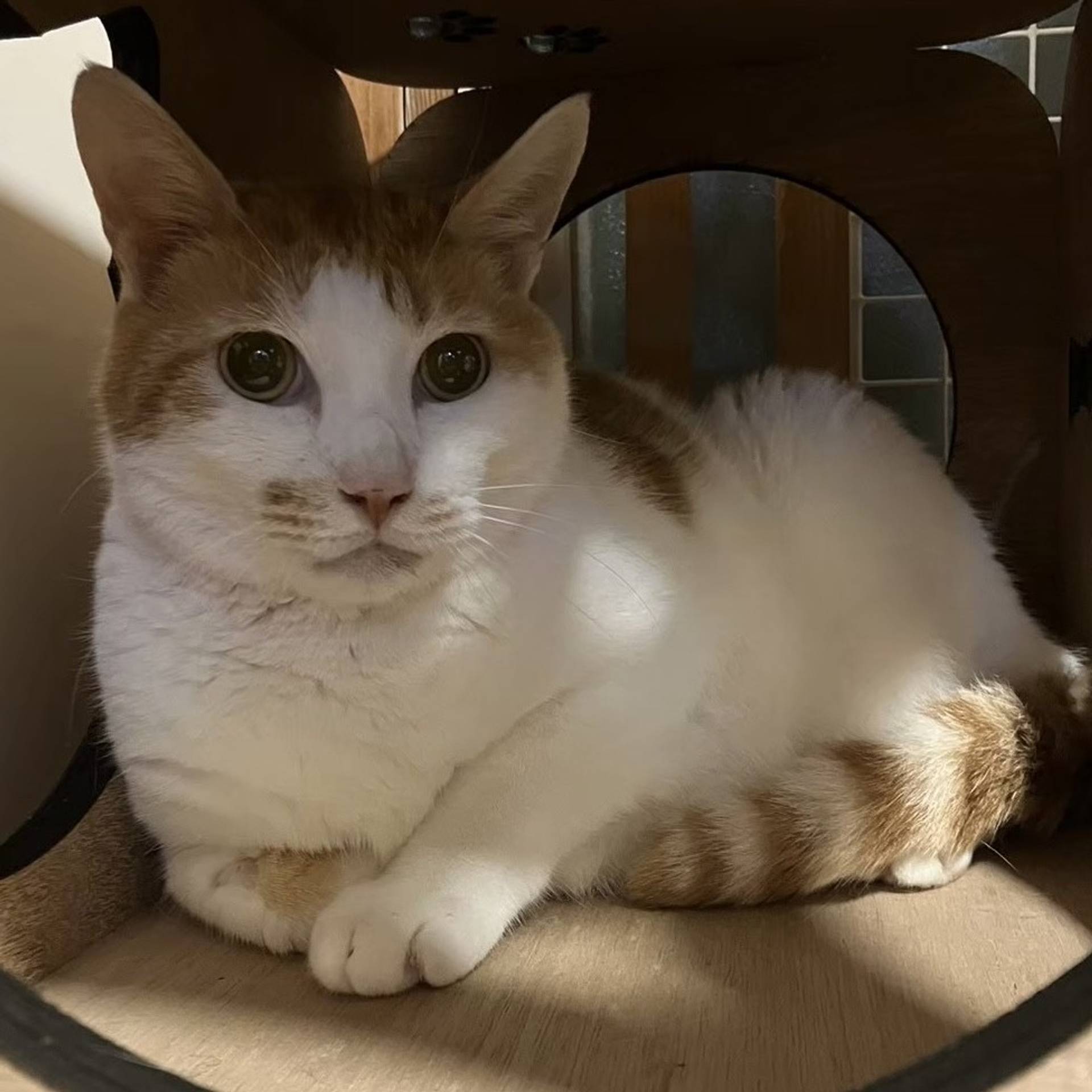 雑種（ミックス猫）・オスの里親募集の写真