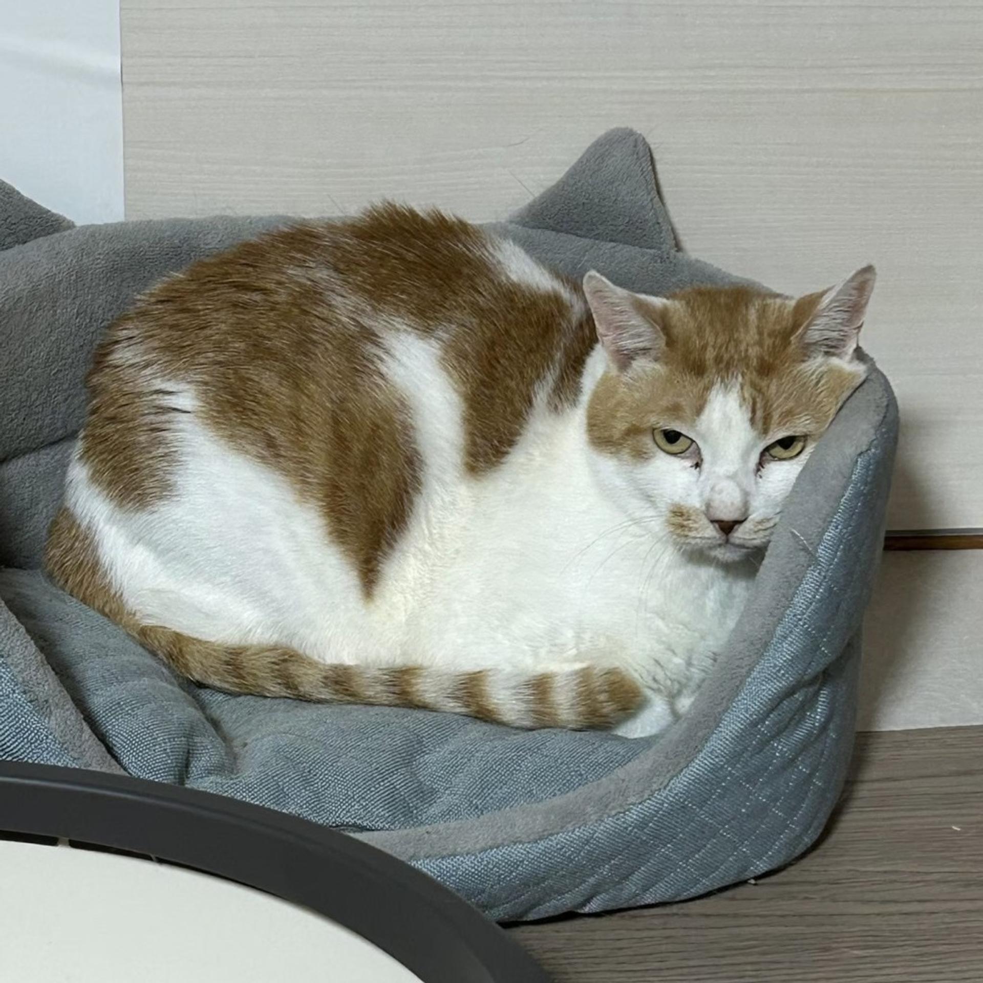pet-image-6