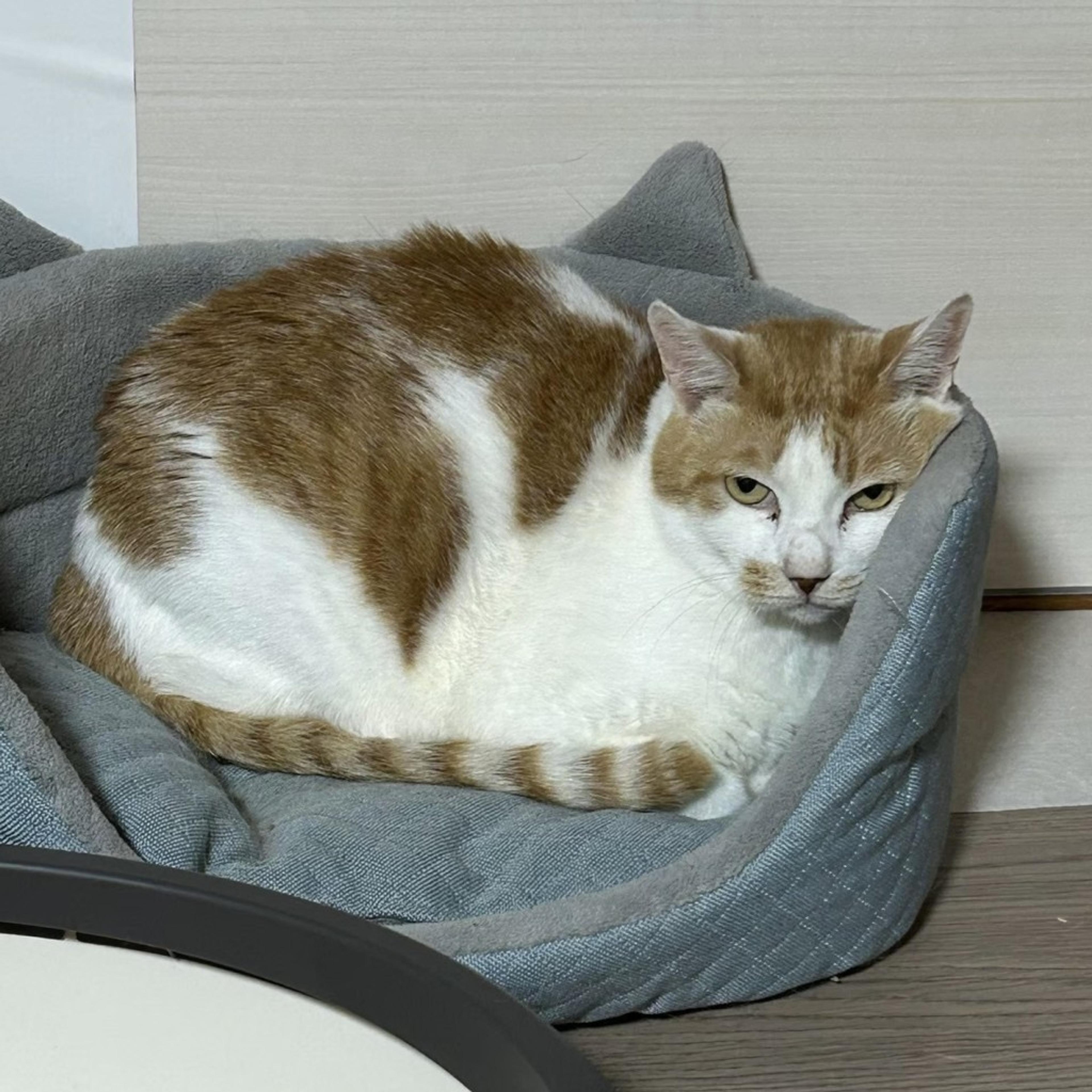 pet-image-6