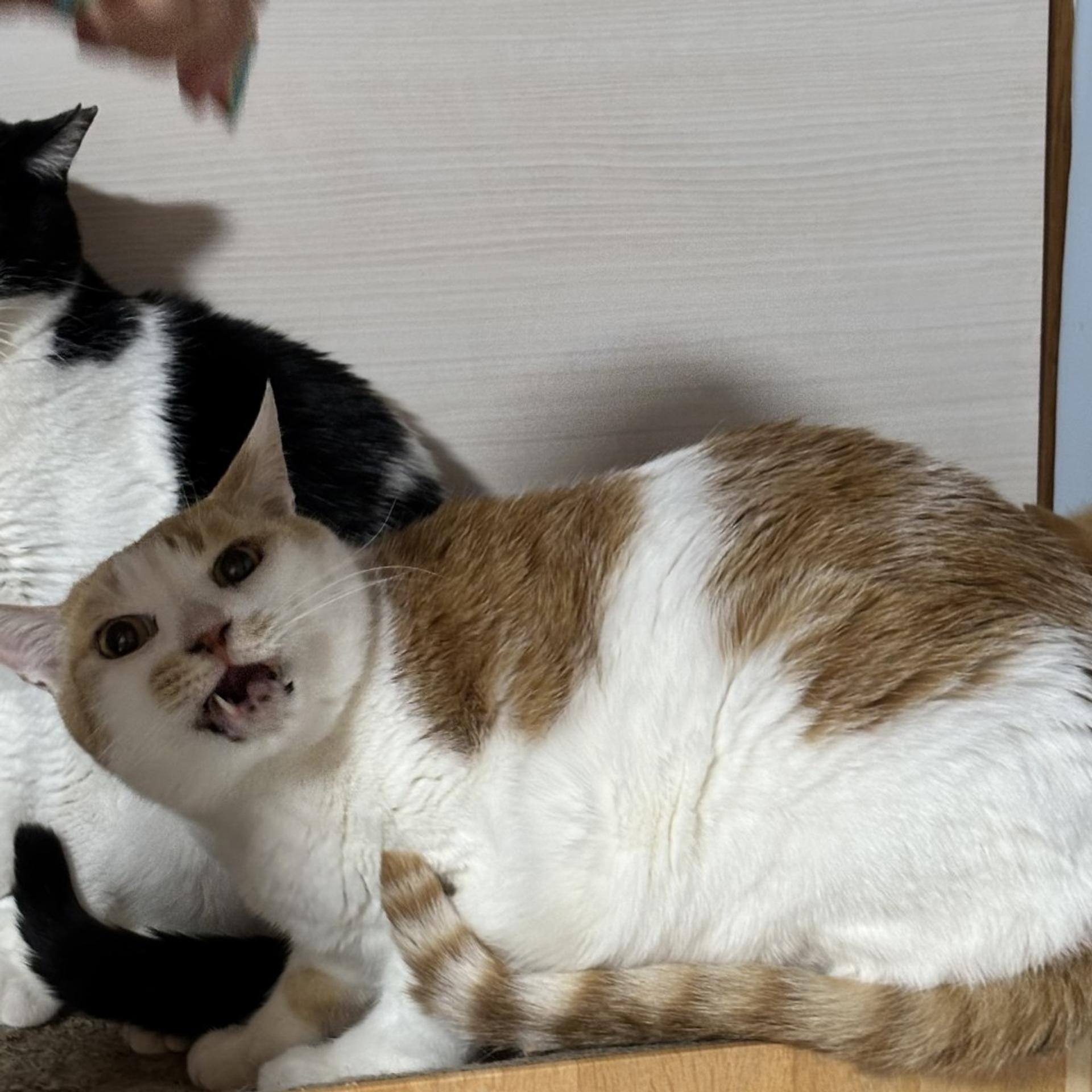 pet-image-3