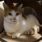 NPO法人 猫の森 | OMUSUBI by ペトコト｜保護犬・保護猫