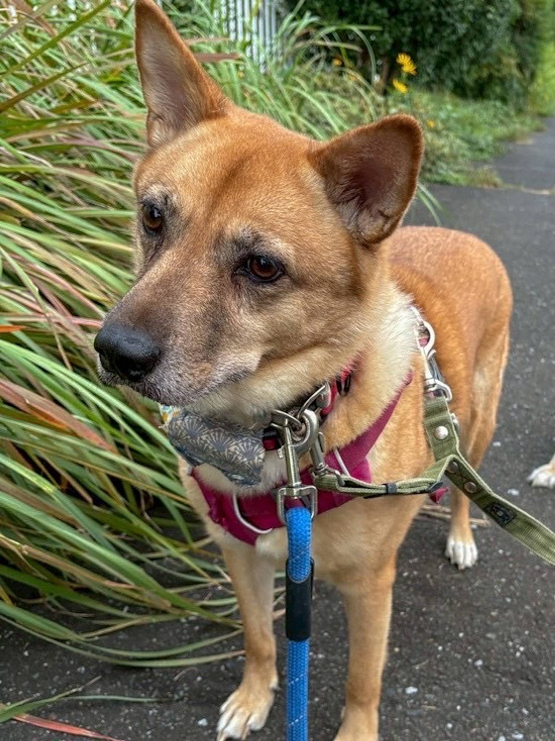 雑種（ミックス犬）・オスの里親募集の写真