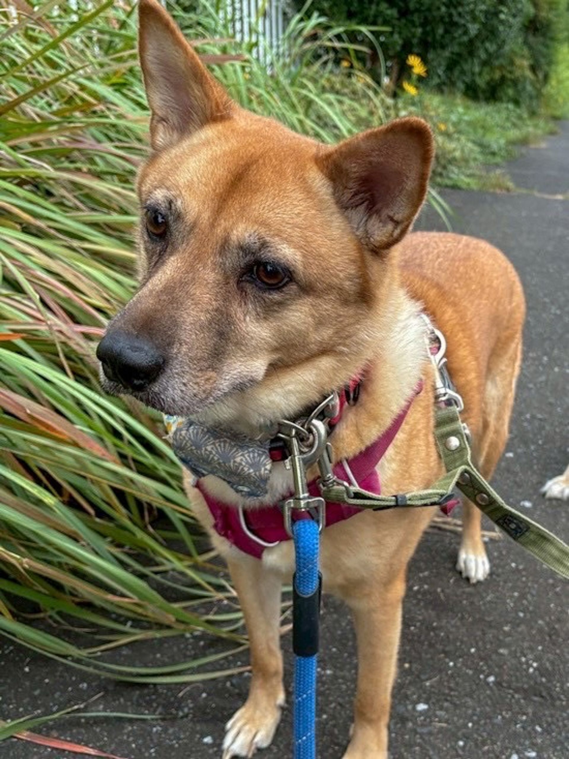 雑種（ミックス犬）・オスの里親募集の写真