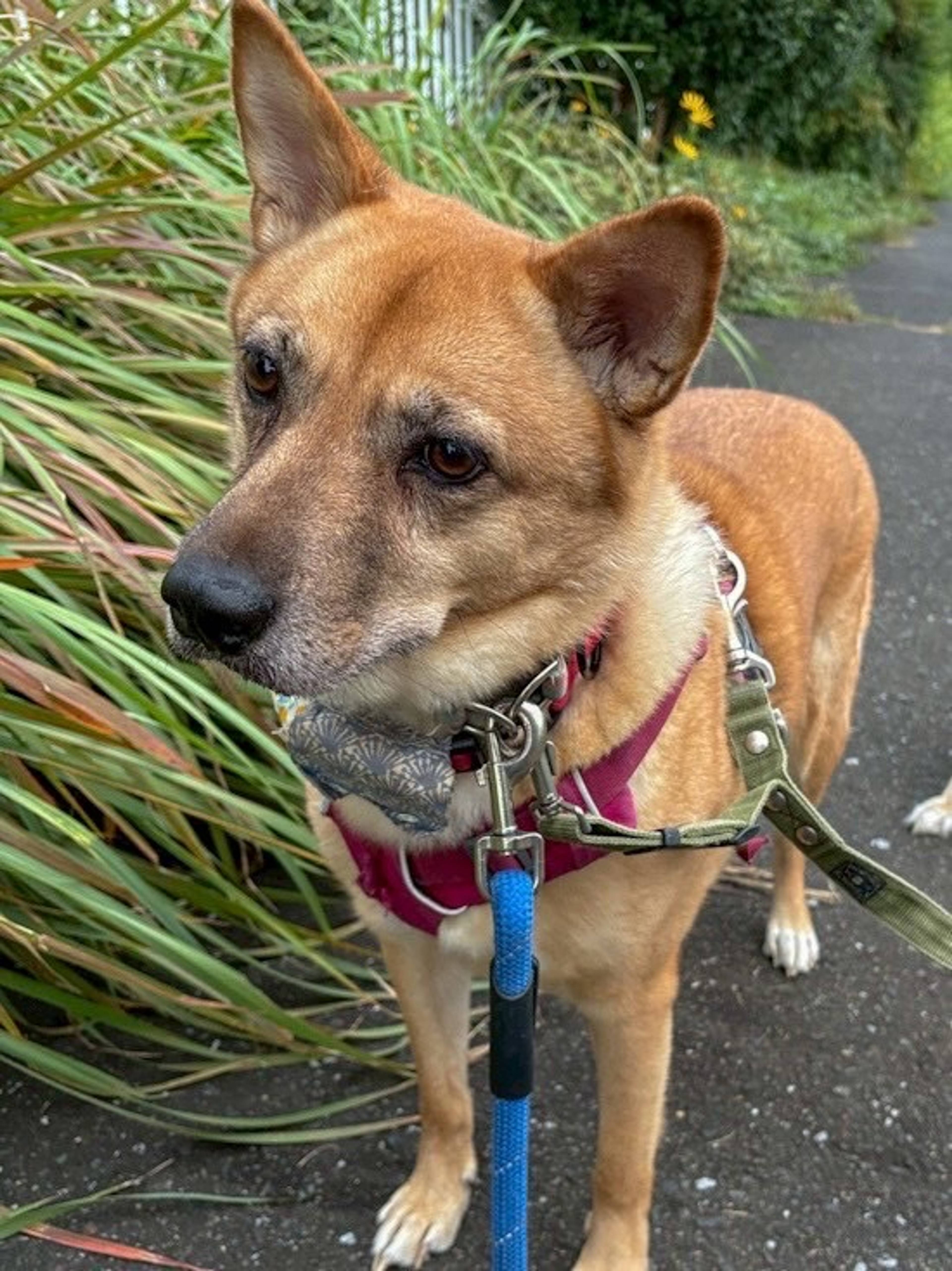 雑種（ミックス犬）・オスの里親募集の写真