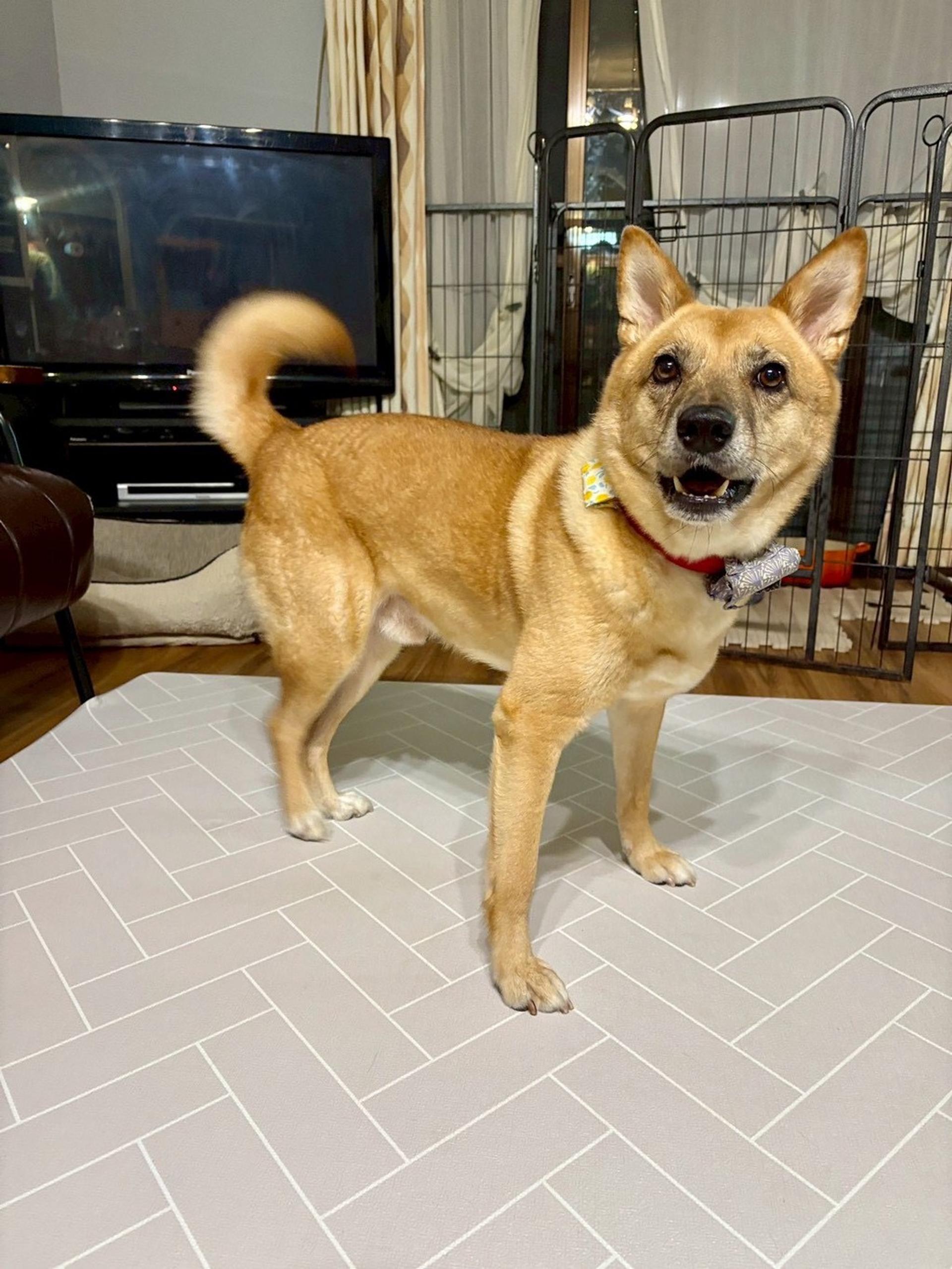 pet-image-2