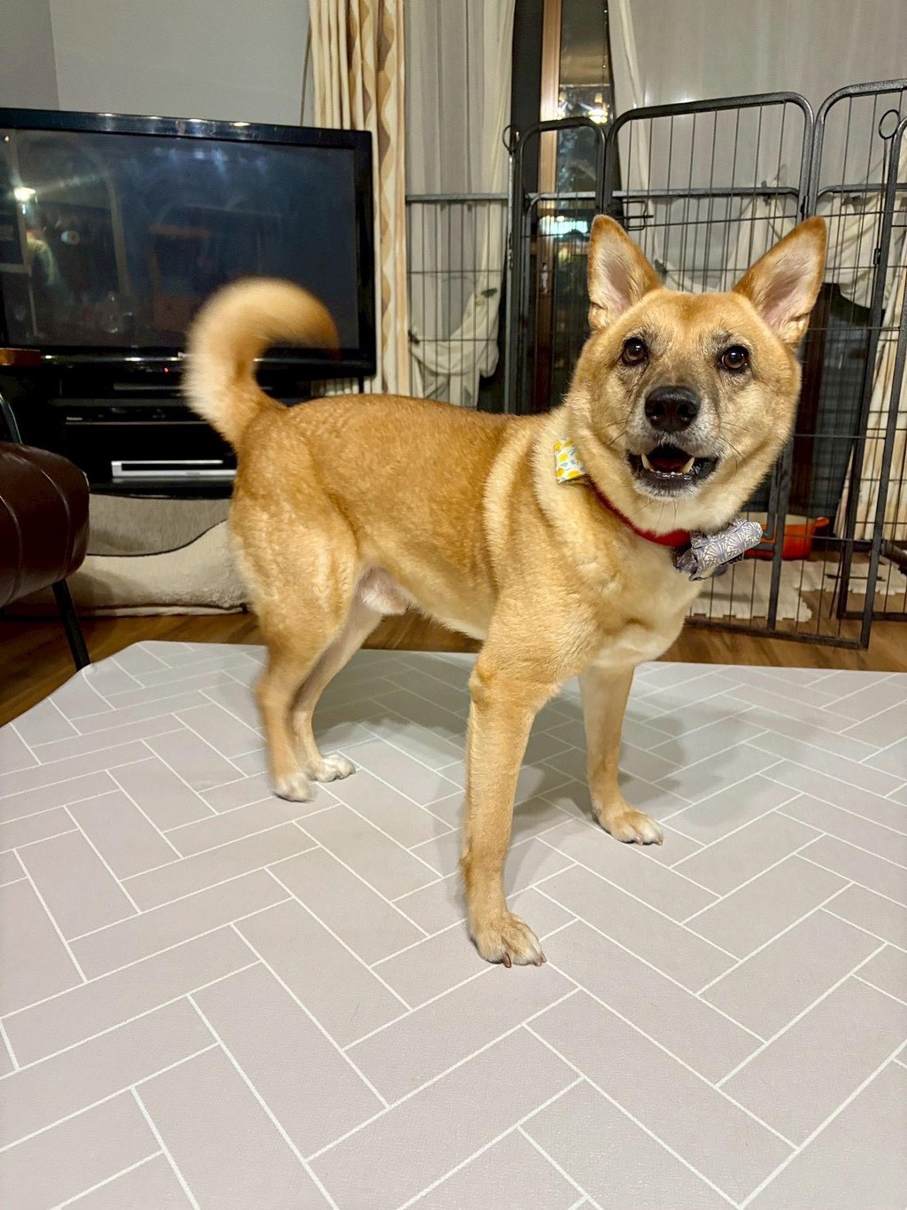 pet-image-2