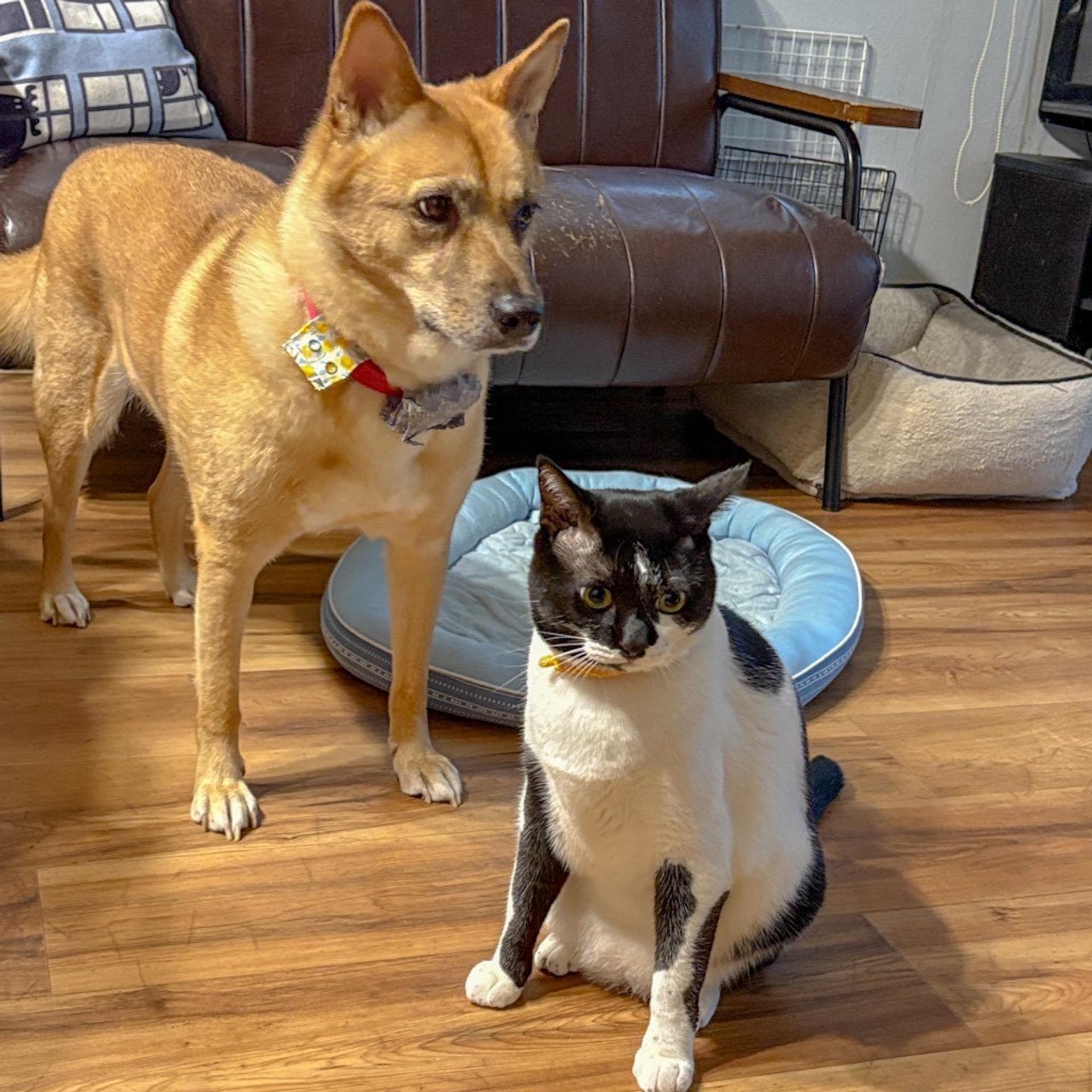 pet-image-4