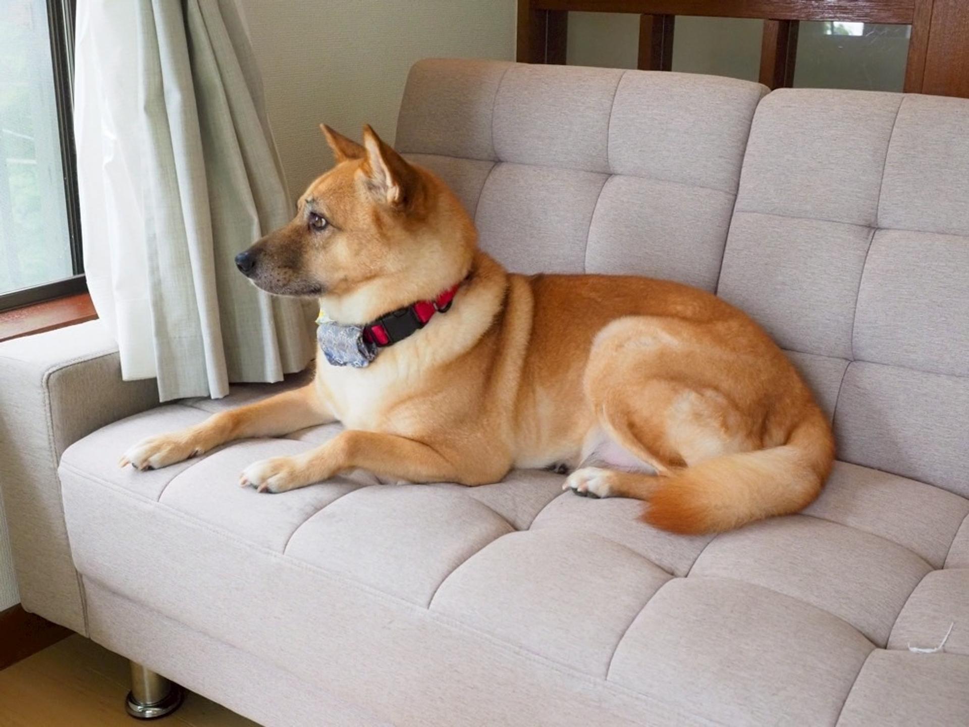 pet-image-8