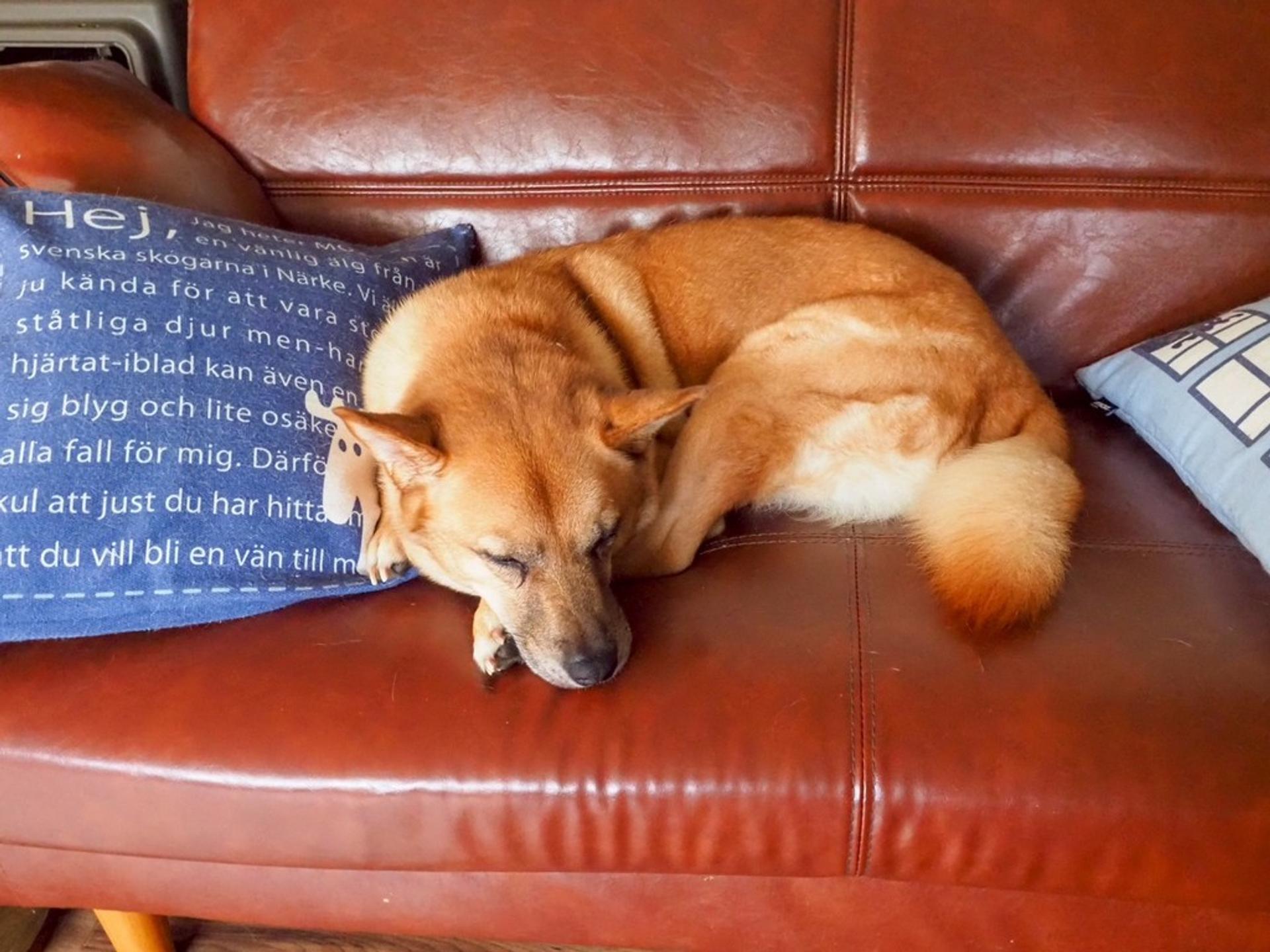 pet-image-9