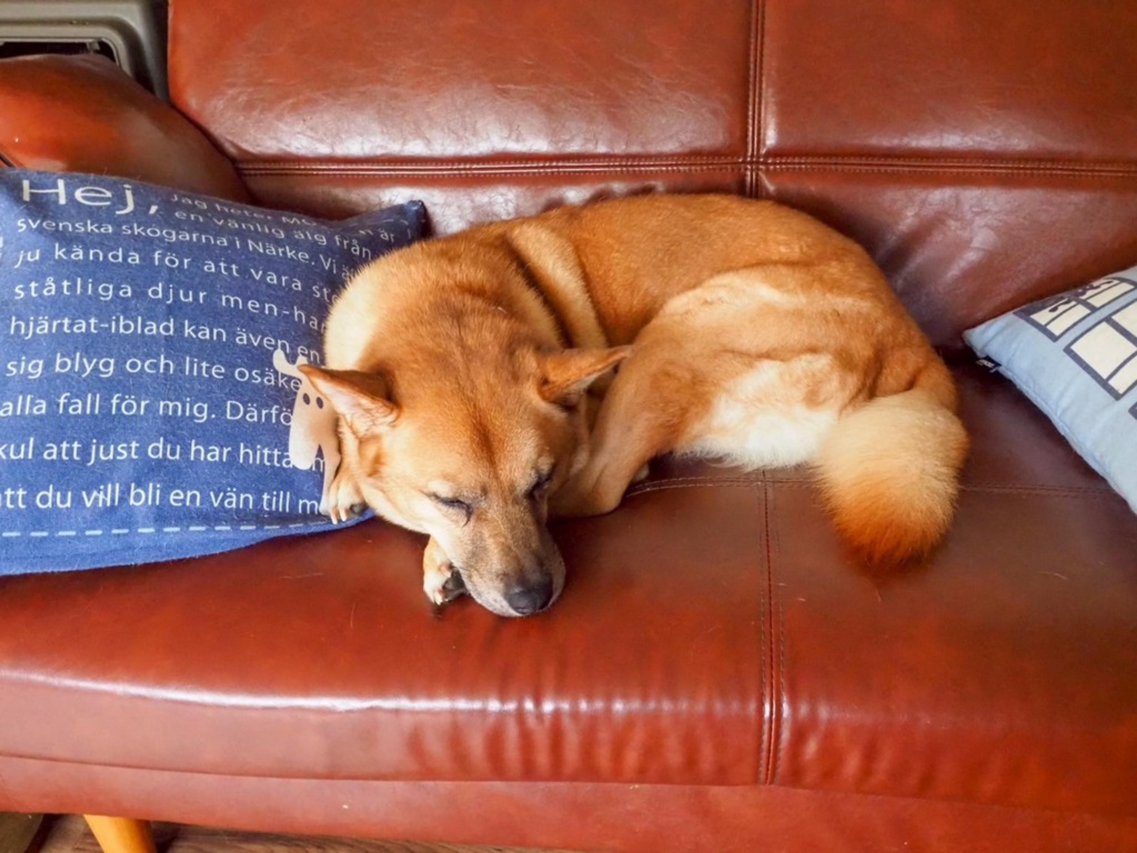 pet-image-9