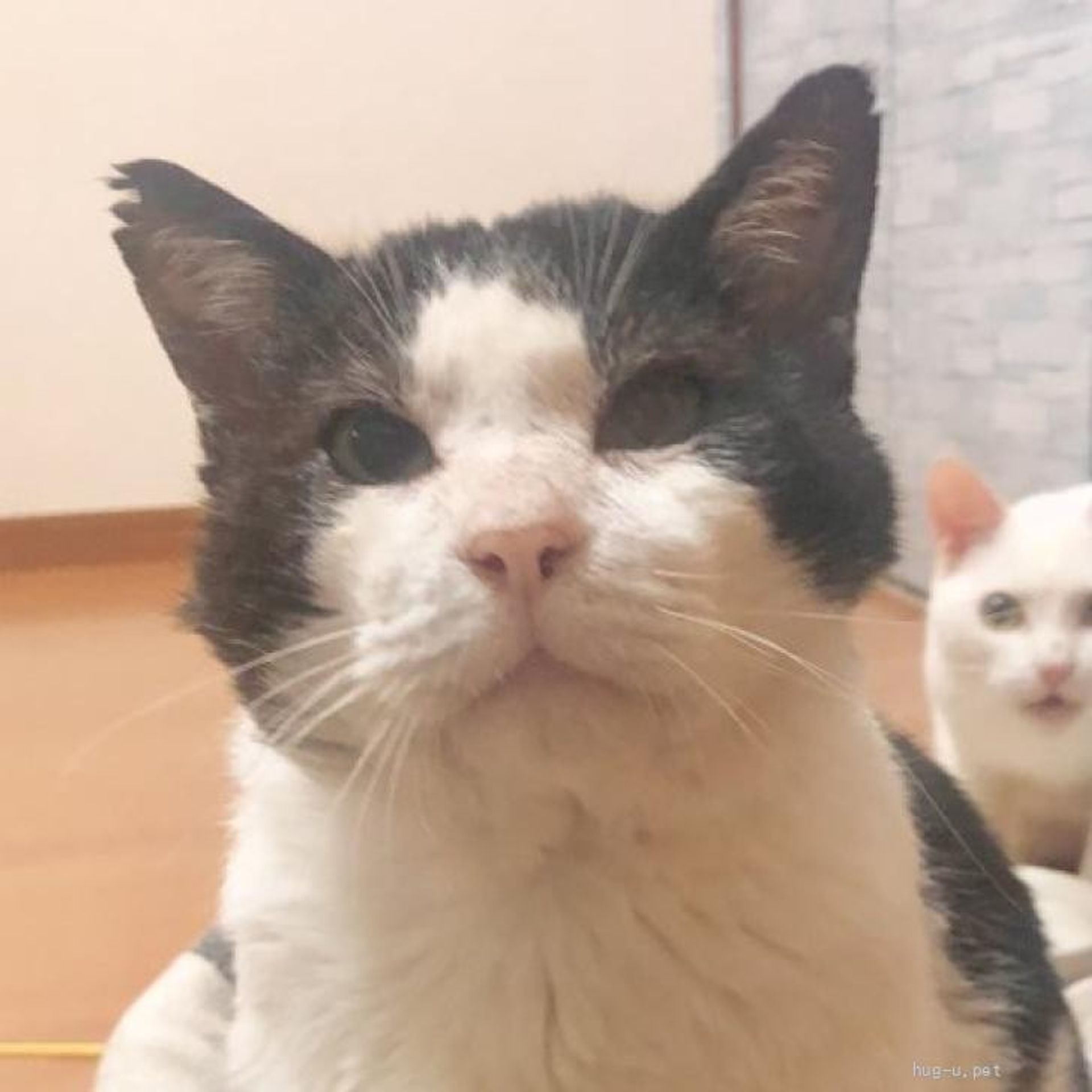 雑種（ミックス猫）・オスの里親募集の写真