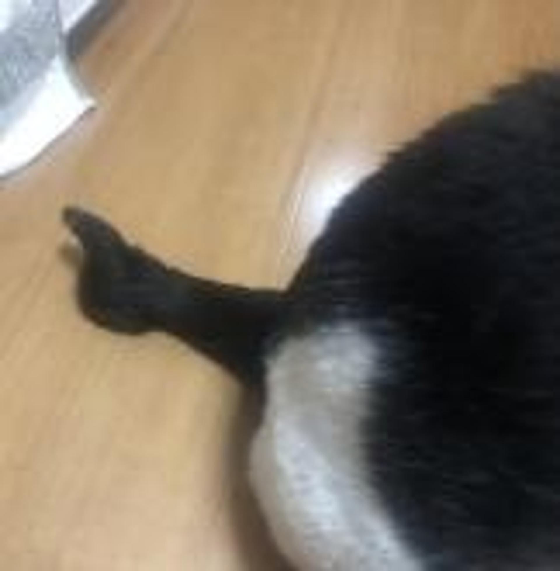pet-image-3