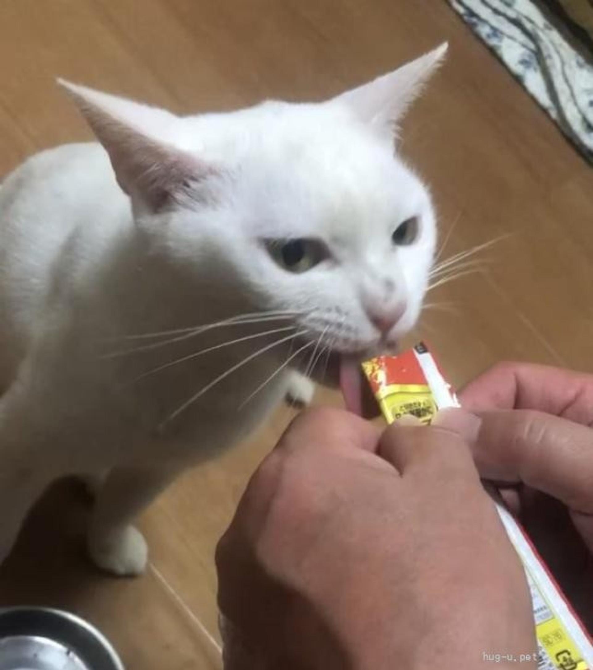 pet-image-4