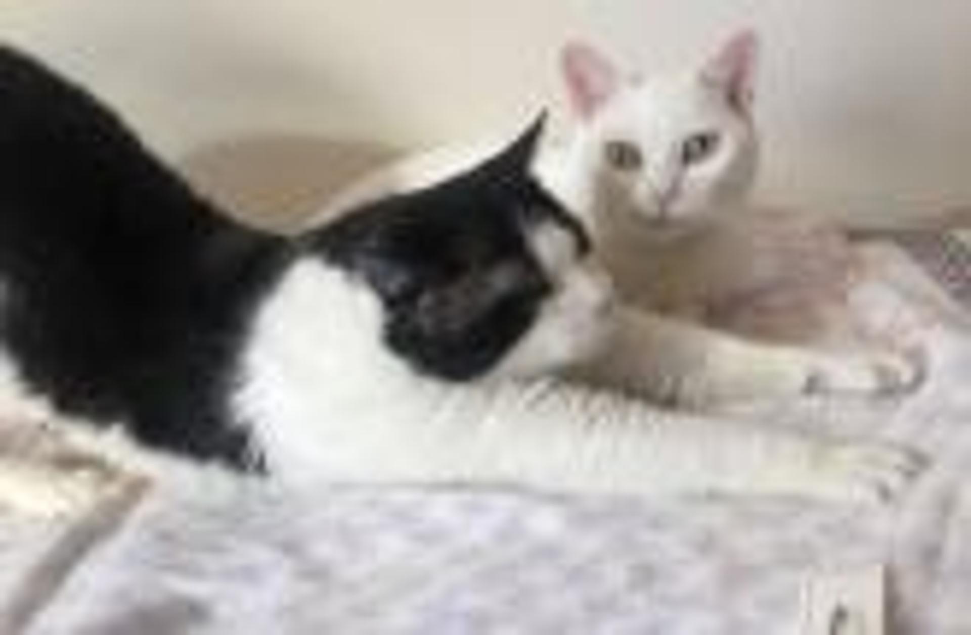 pet-image-6